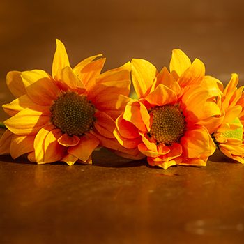 affordable orlando cremation picture of sunflowers