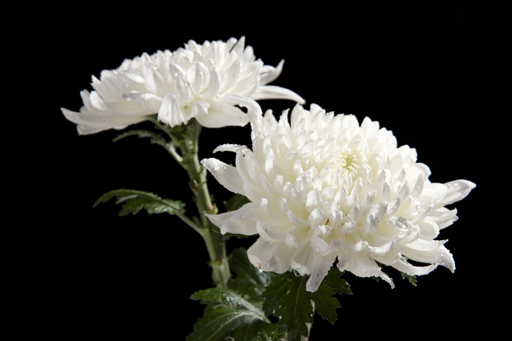 Funeral Planning in Volusia County