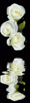 White Roses in Memory of our Love for one another in 1953-1955.