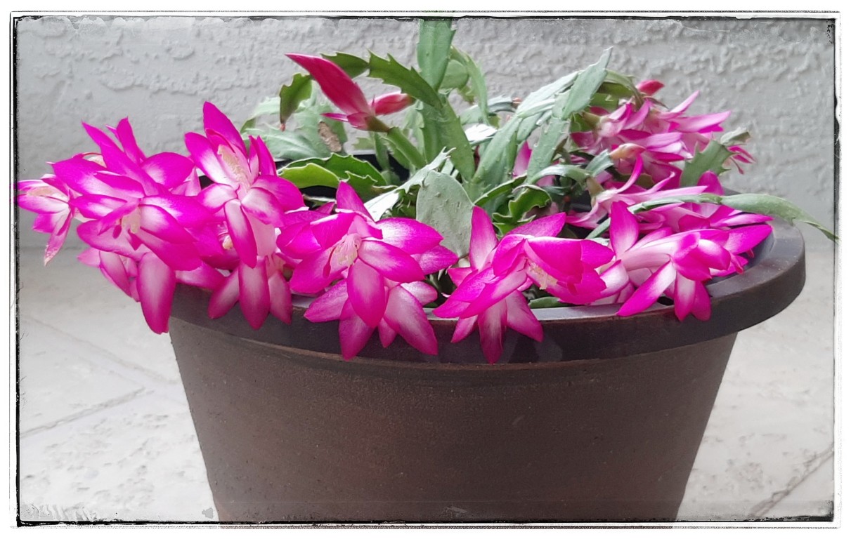 Your Christmas Cactus you saved from 3 segments has many brilliant blooms.