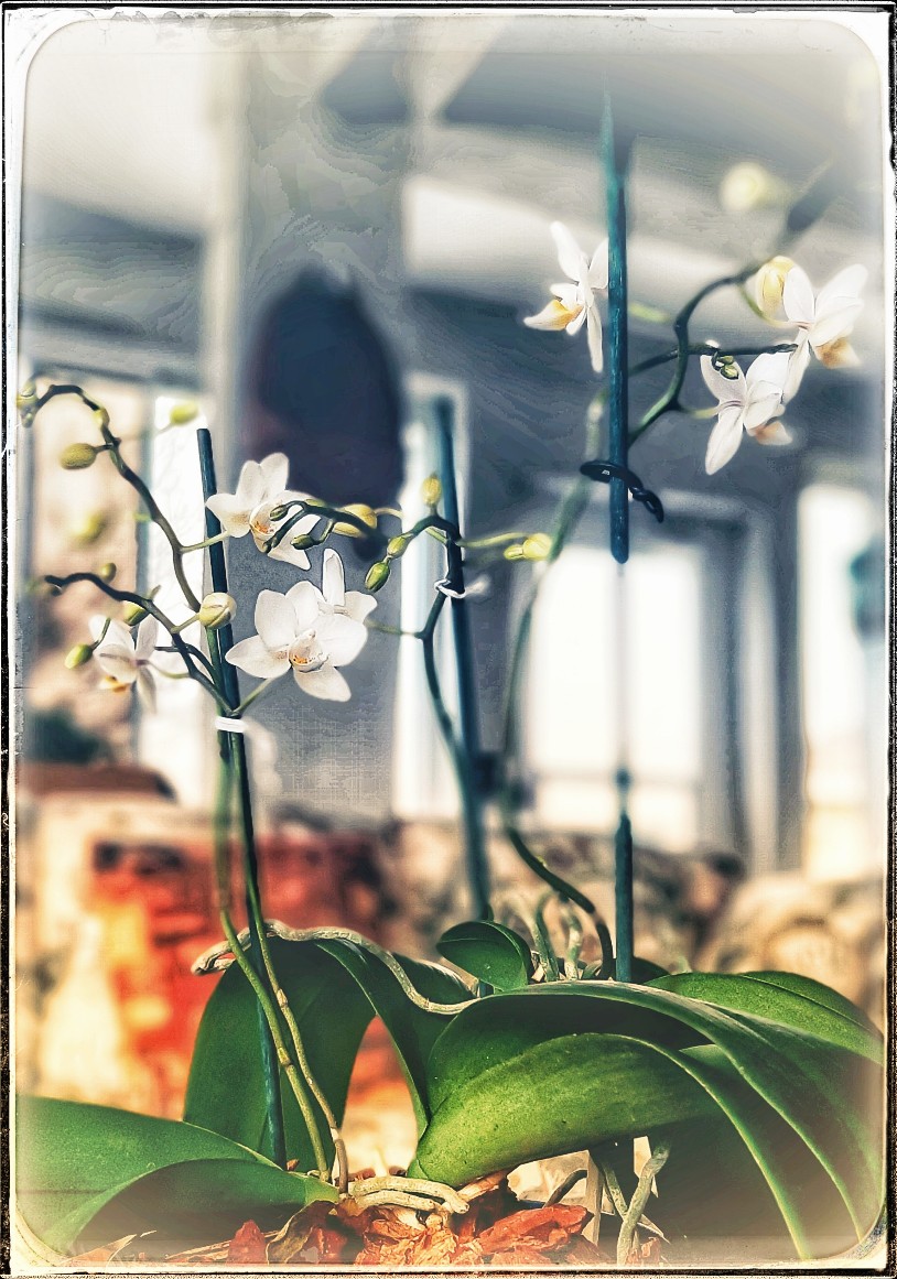 Your Orchid blooming Mom