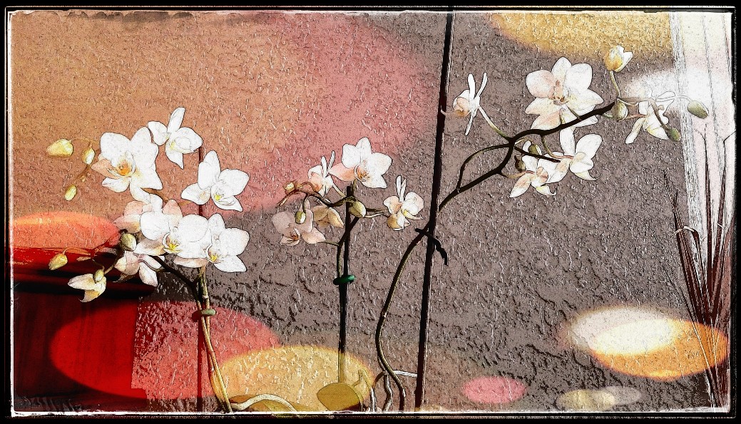 Orchid obsession
