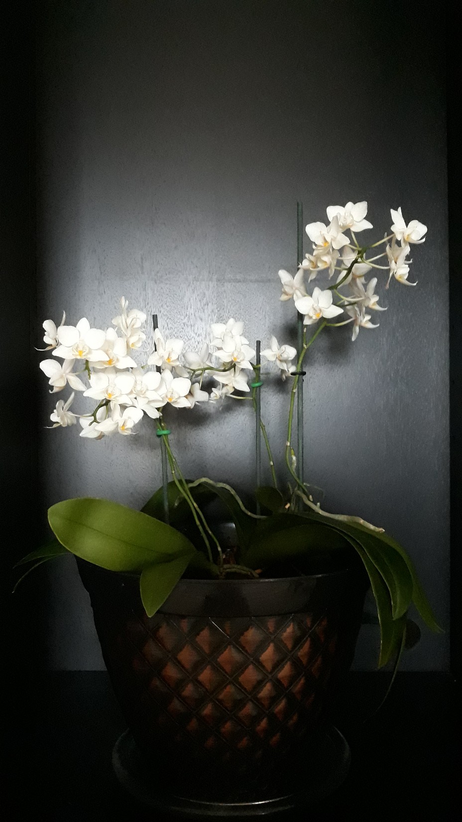 Your Orchids in full bloom now.
