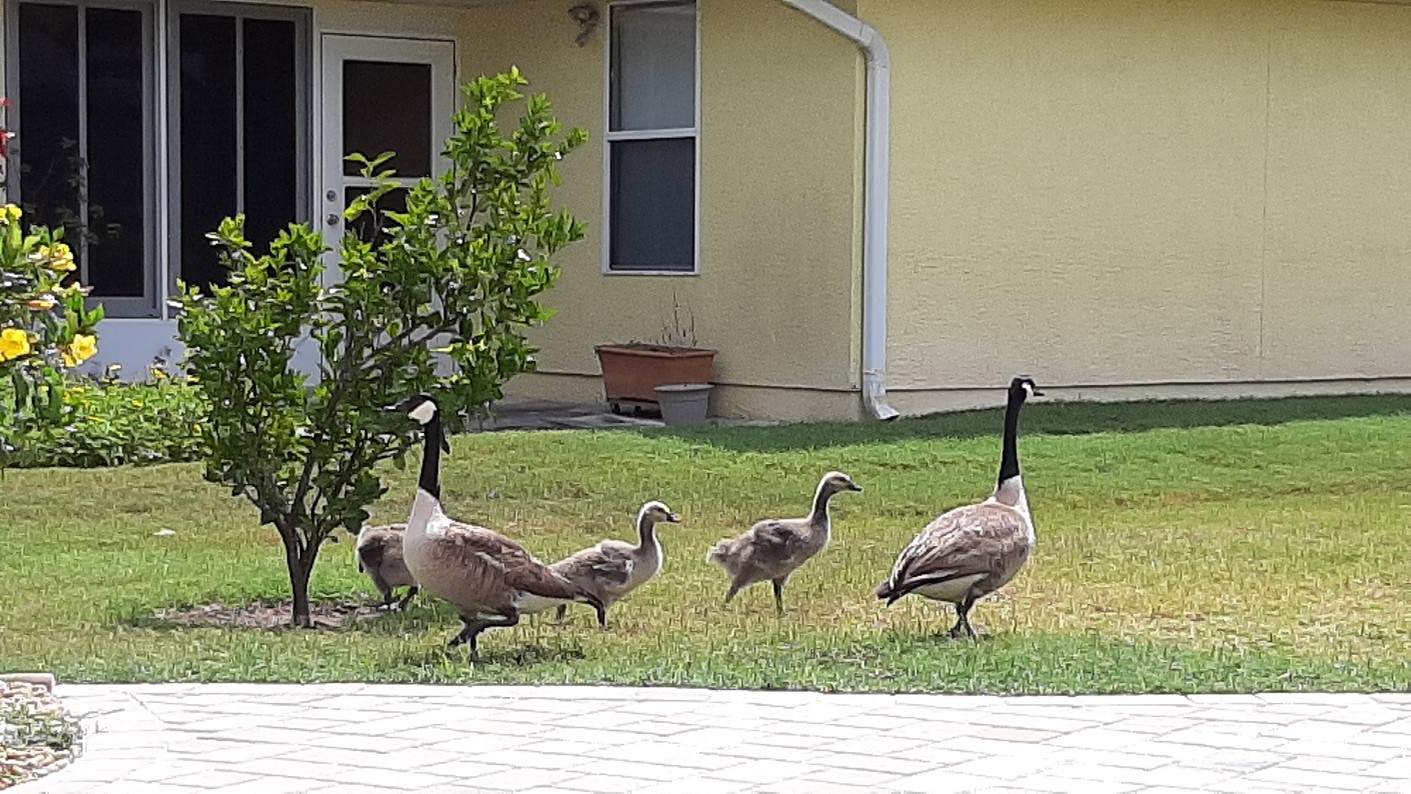 Our Geese had Goslings. So wonderful to see them.