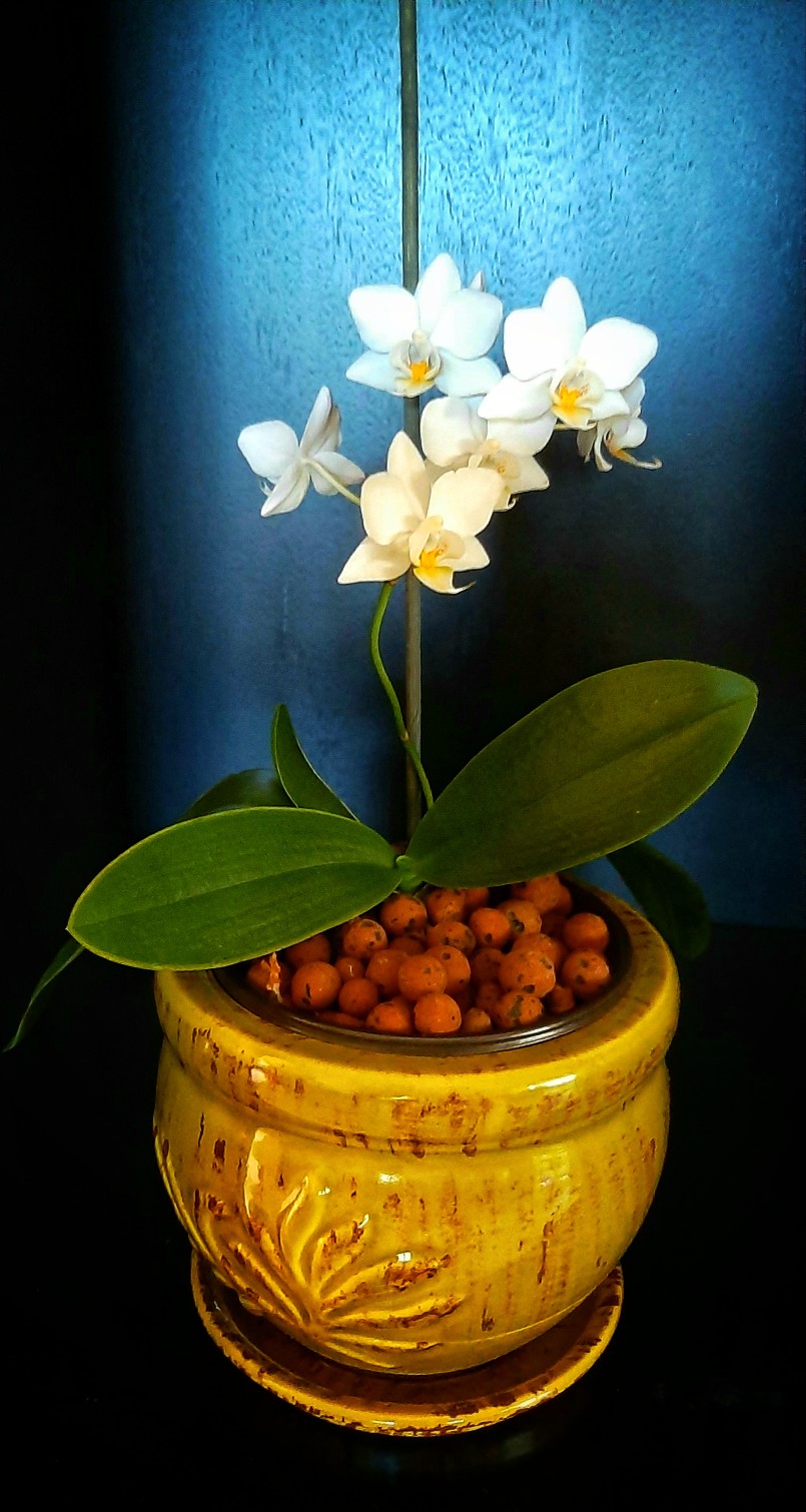Rescued orchid doing great