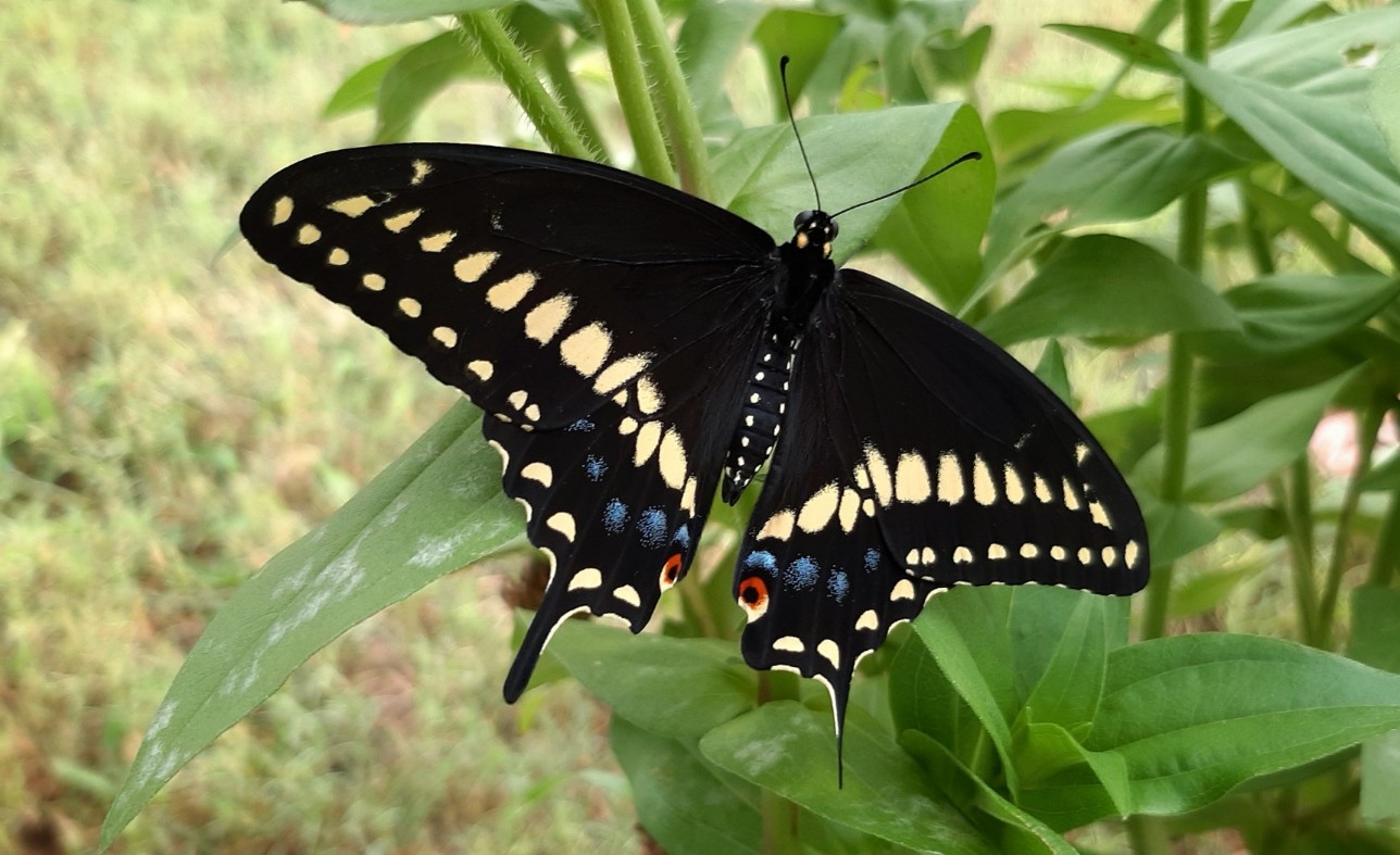 Beauty