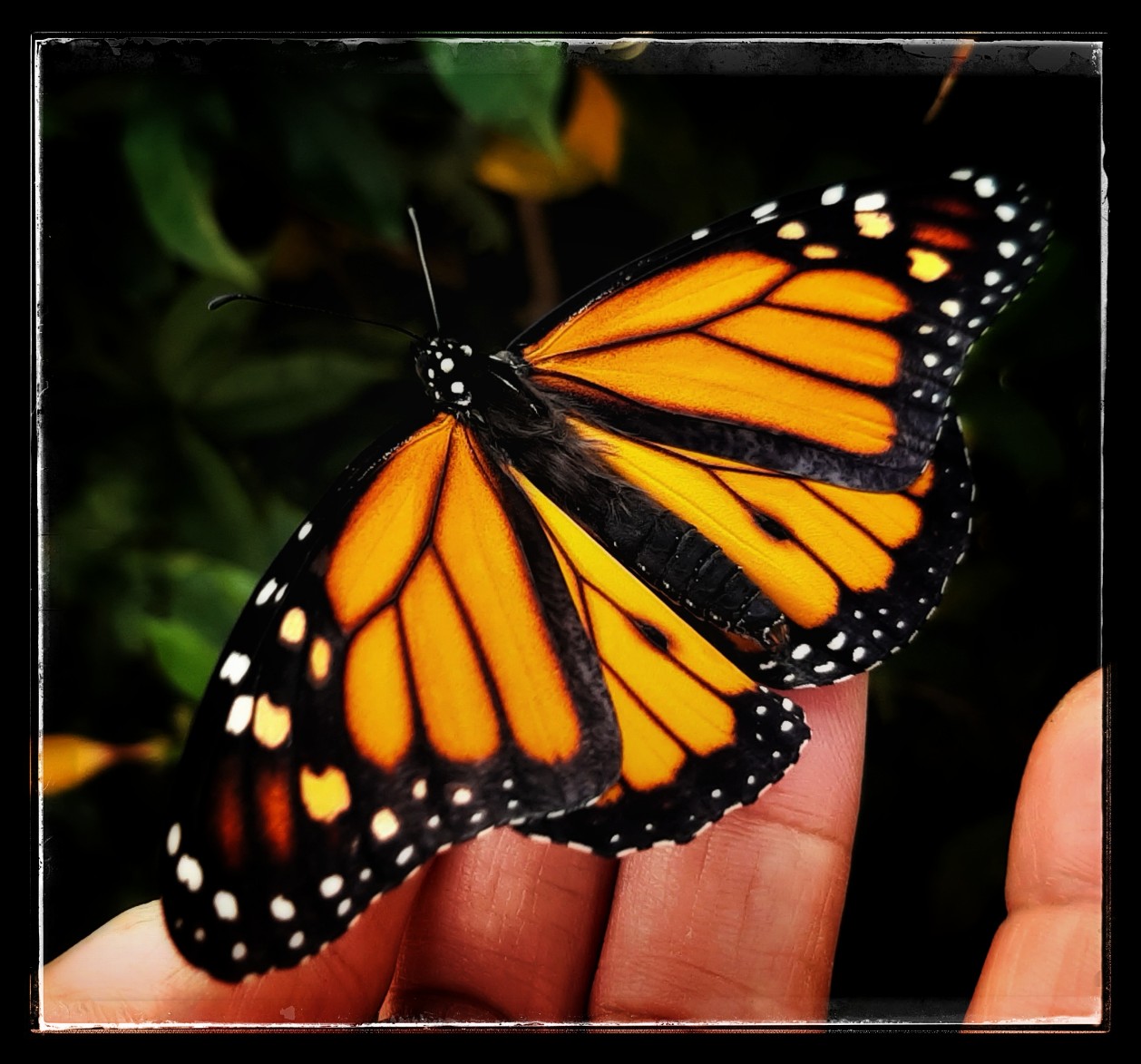 Look  Mum, newly hatched Monarch :)