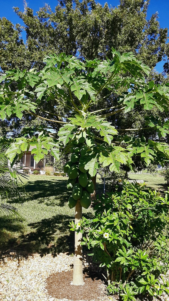 Wonder tree