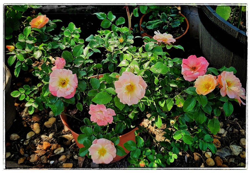 Beautiful sweet roses with lovely colors, reminding me of you.