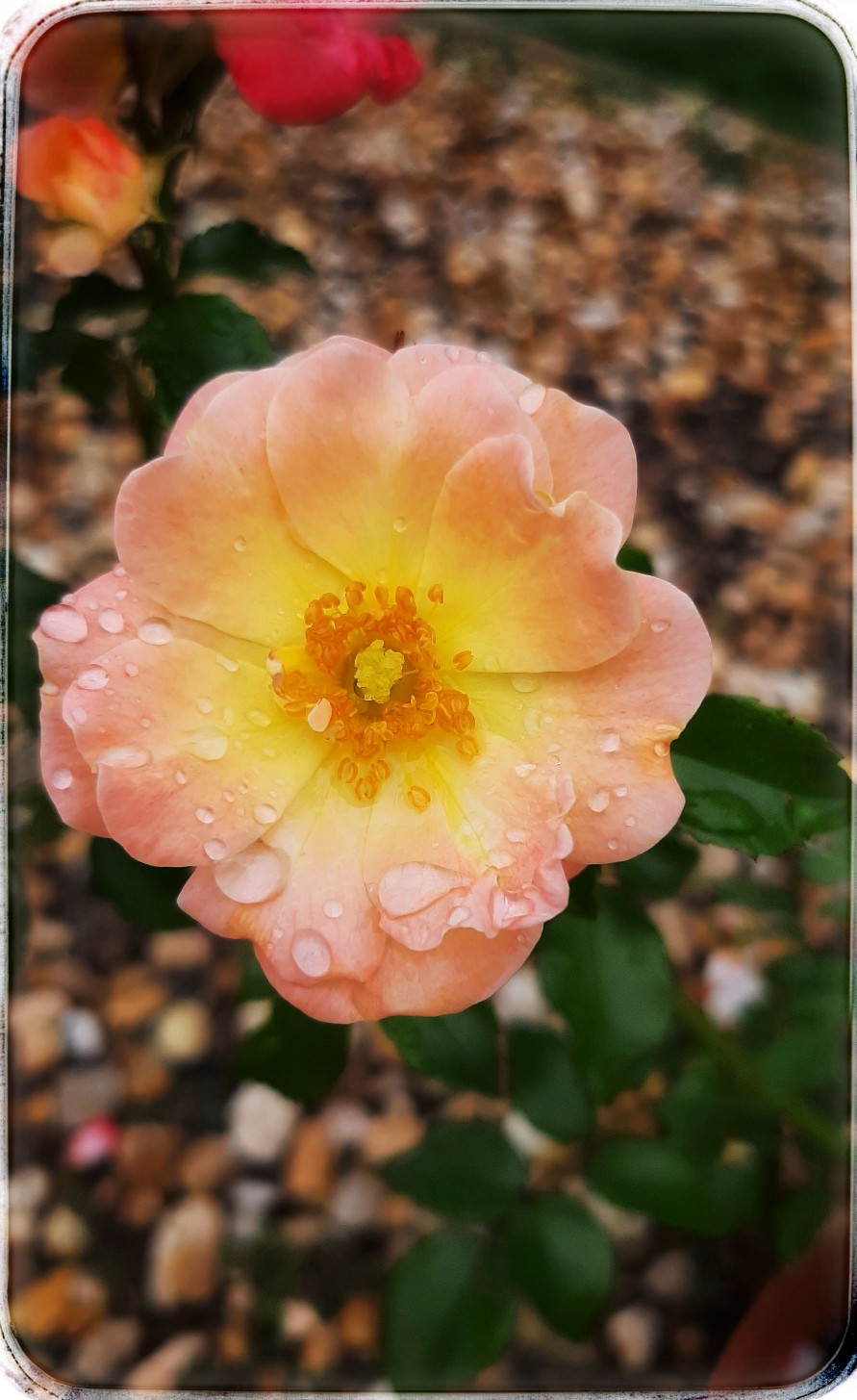 April 16 flower