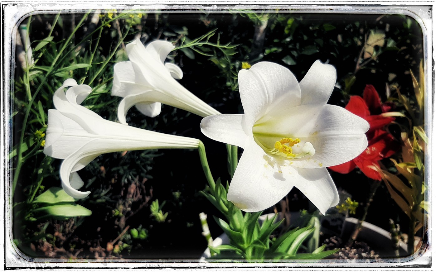 Lily from our garden