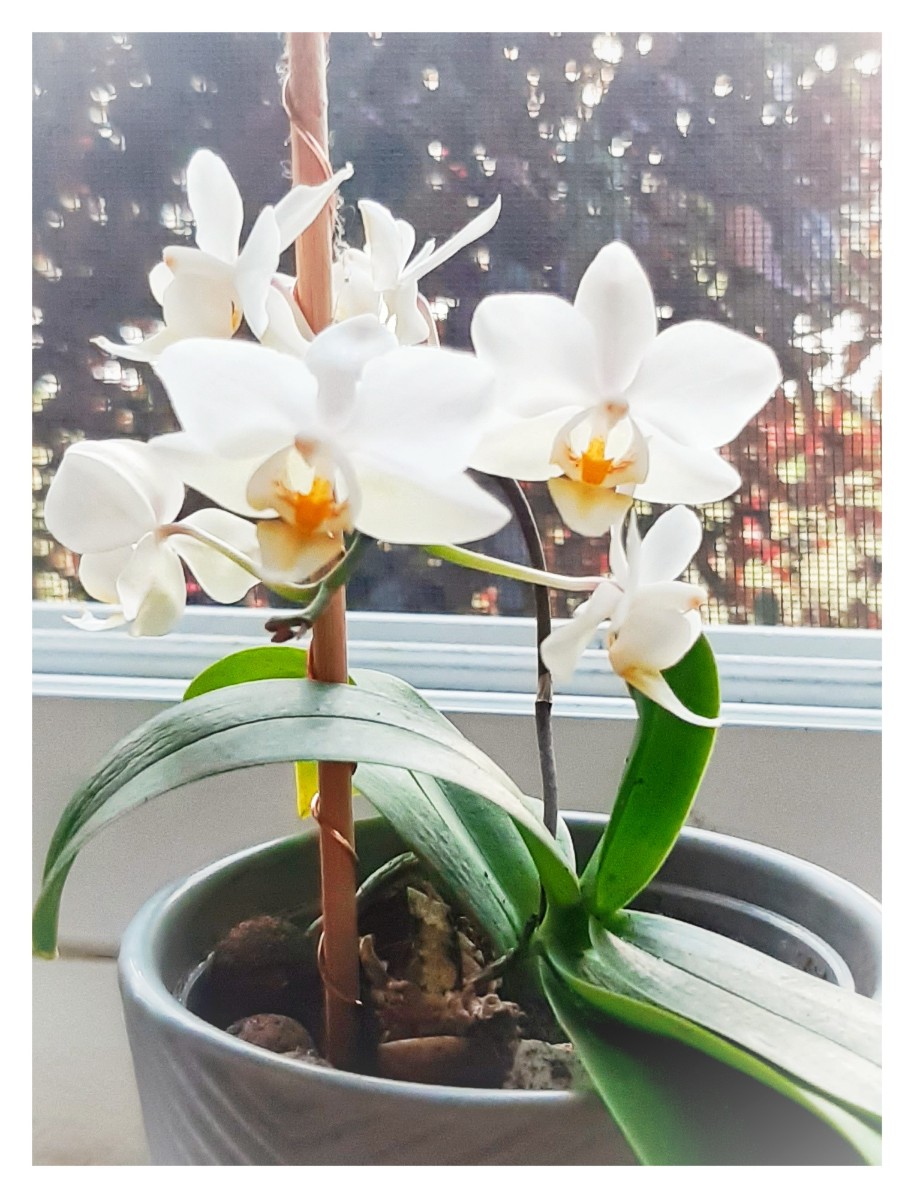 Happy Mother's Day. They bloomed this year. :)