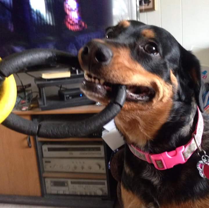 Savannah, my Dad's other much bigger furry grandbaby. Kristi and Doug's dog. She loved visits to Florida to see Grandpa!!!!