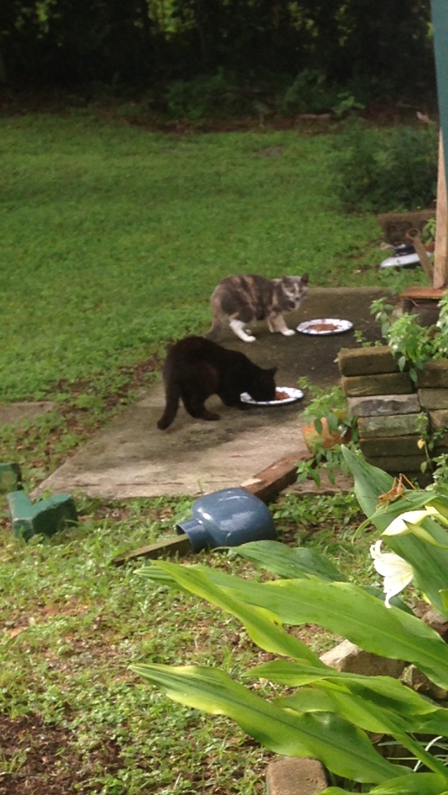 This is from Victors phone.  There’s our two little ferrals,  grandpa Blackie and The Baby.  Baby was the scrawniest looking little ugly boy when he first came to us but he grew into the cutest,  with the most beautiful blue eyes you ever did see!!<br />
 I sure miss them both ❤️ <br />
Victor always thought that Blackie McBlackerson was a reincarnation of this old man grandpa Blackie.