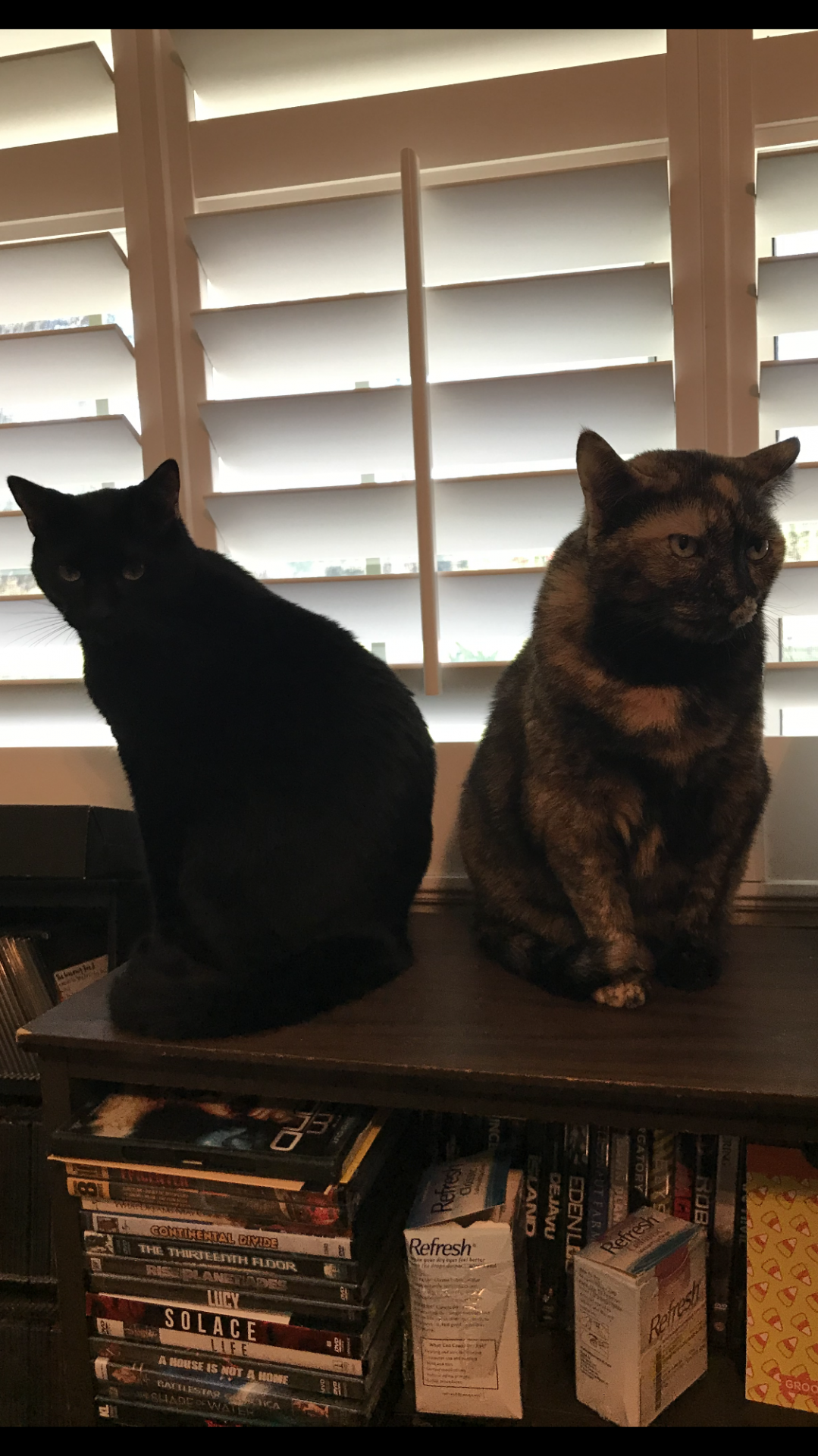 The kitties miss you so much. <br />
>oo<