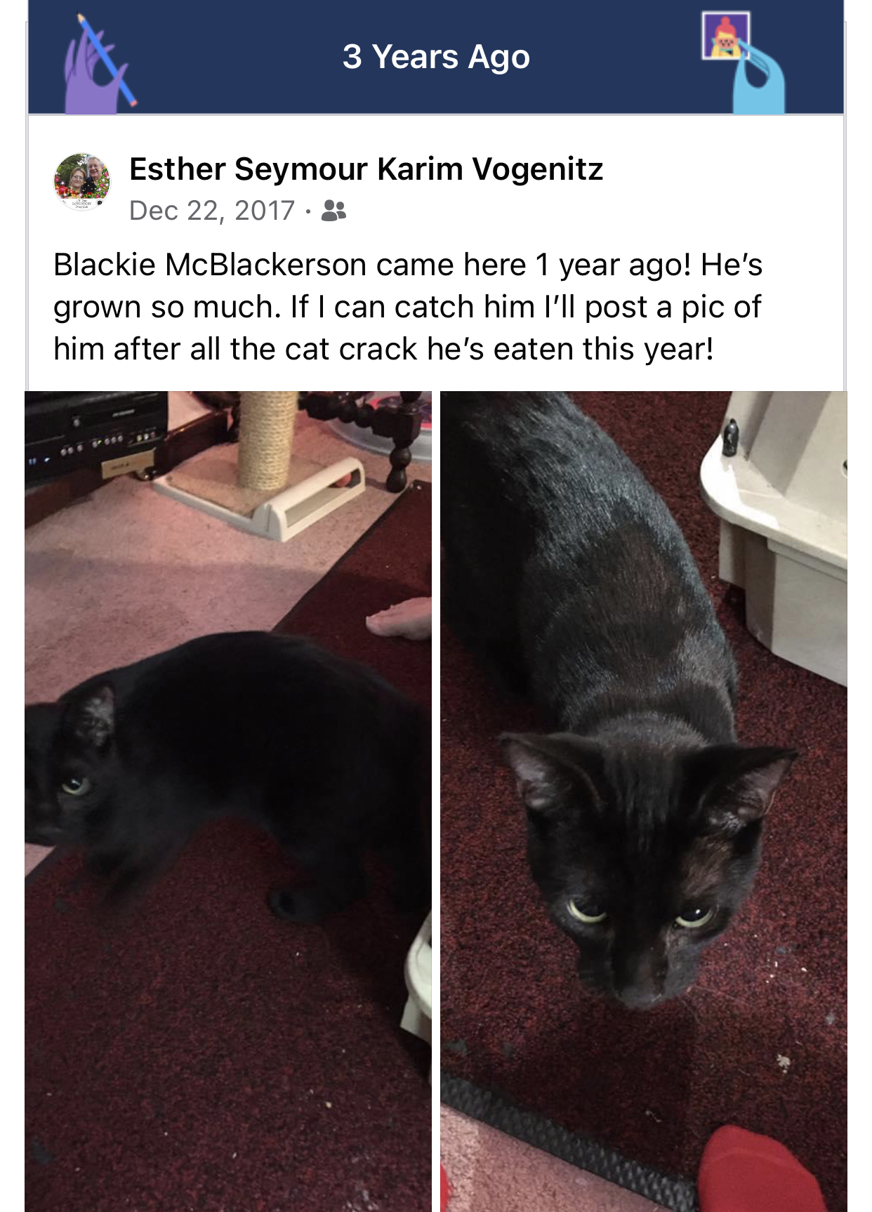 Blackie McBlackerson 4 years here. He sure misses you, dad. He needs some love and Sarah is so jealous.  I try to give him love when I can,  when she’s not looking or she’ll his at him. He’s still as cute as day 1 ♥️