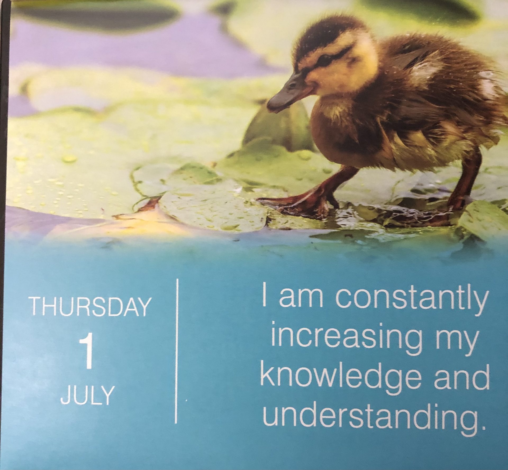  White rabbit white rabbit white rabbit