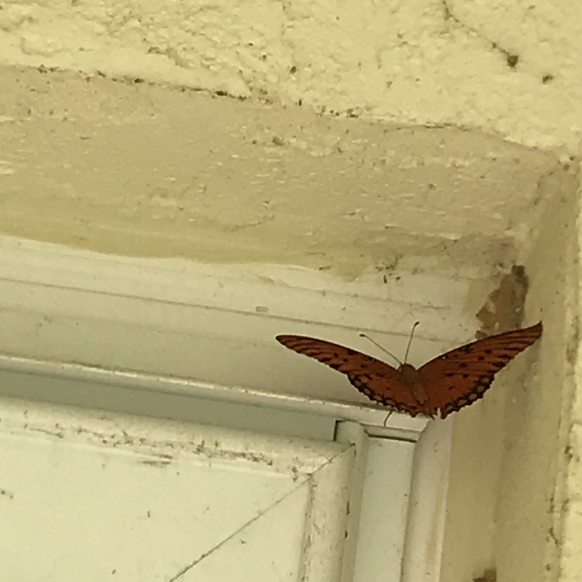 This beautiful butterfly was waiting for me when I got home yesterday. ♥️  Is that You Vic? 