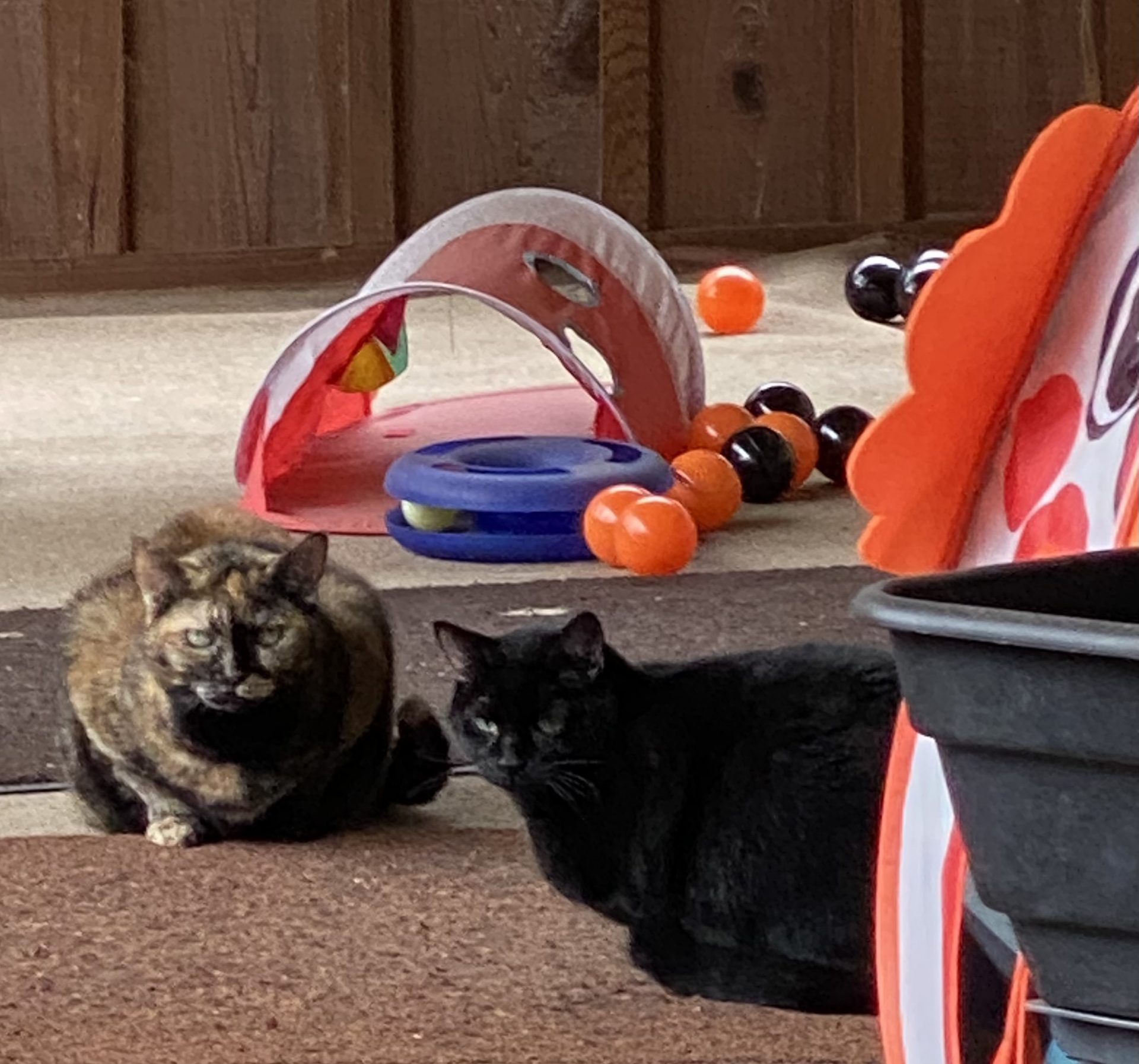 Hi Daddy, We miss you sooooo. ==<br />
<br />
Mom bought us a clown  house. Xo MEOW