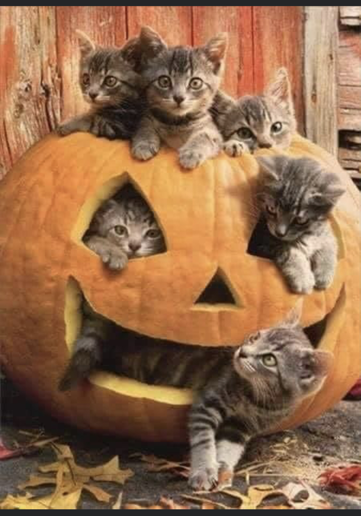 I had to give you this photo,  Vic, I know how much you love kitty cats.  This is my last Halloween picture of 2021. Now on to CHRISTMAS   I miss you and love you so much! BOO 