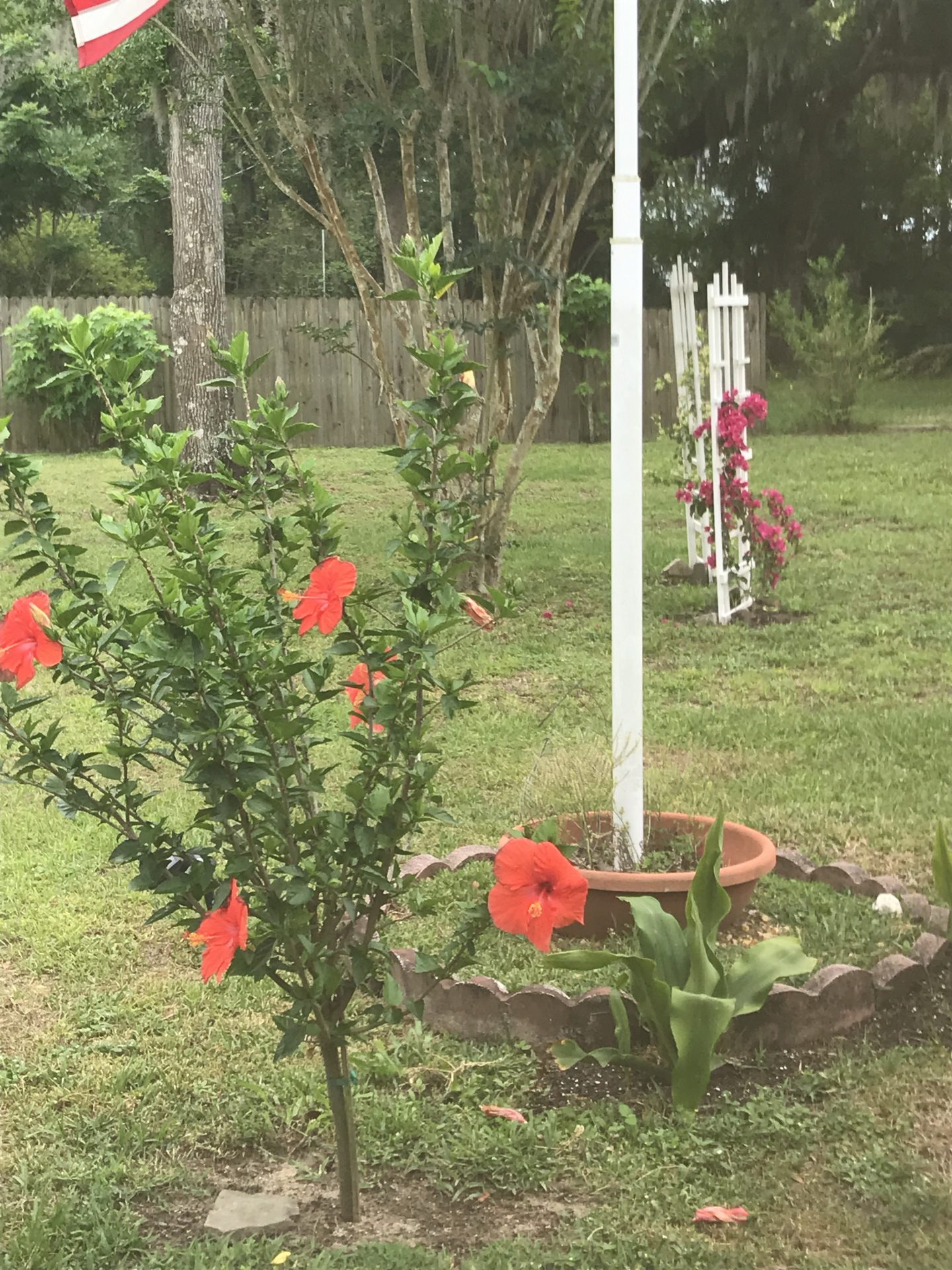 Hibiscus from my sister for Mother’s Day. this pic was on Victor‘s phone.  I was transferring all the photos over to my phone so I can look through them.