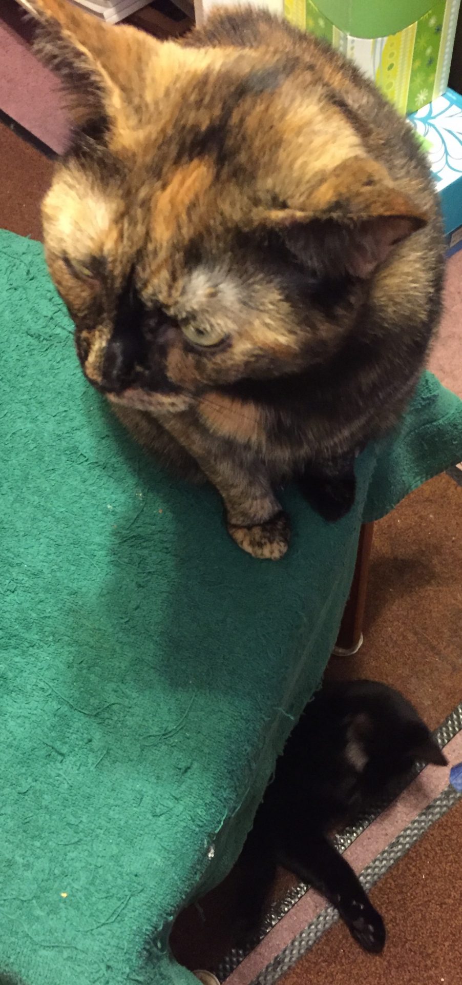 Miss Sara Lee Vogenitz