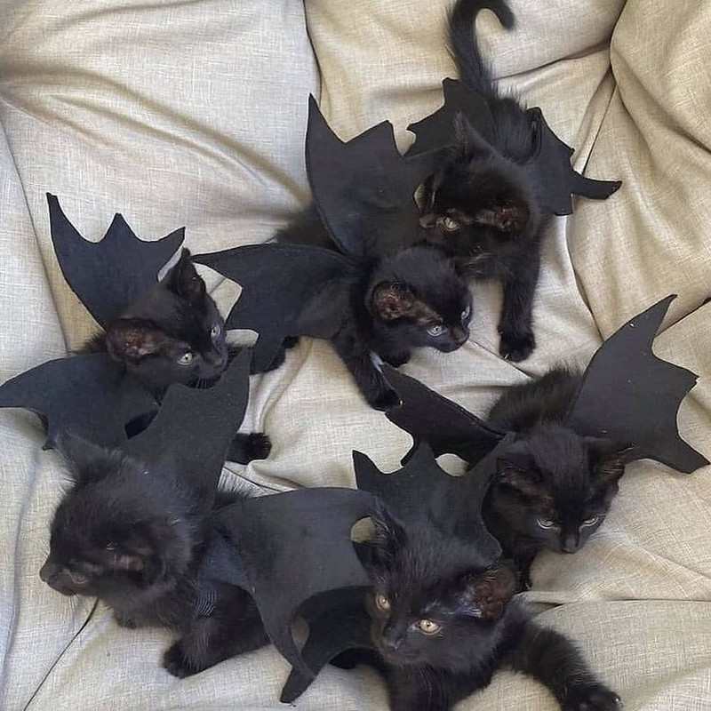 Victor loves black cats.  Even cat bats, I’m sure.
