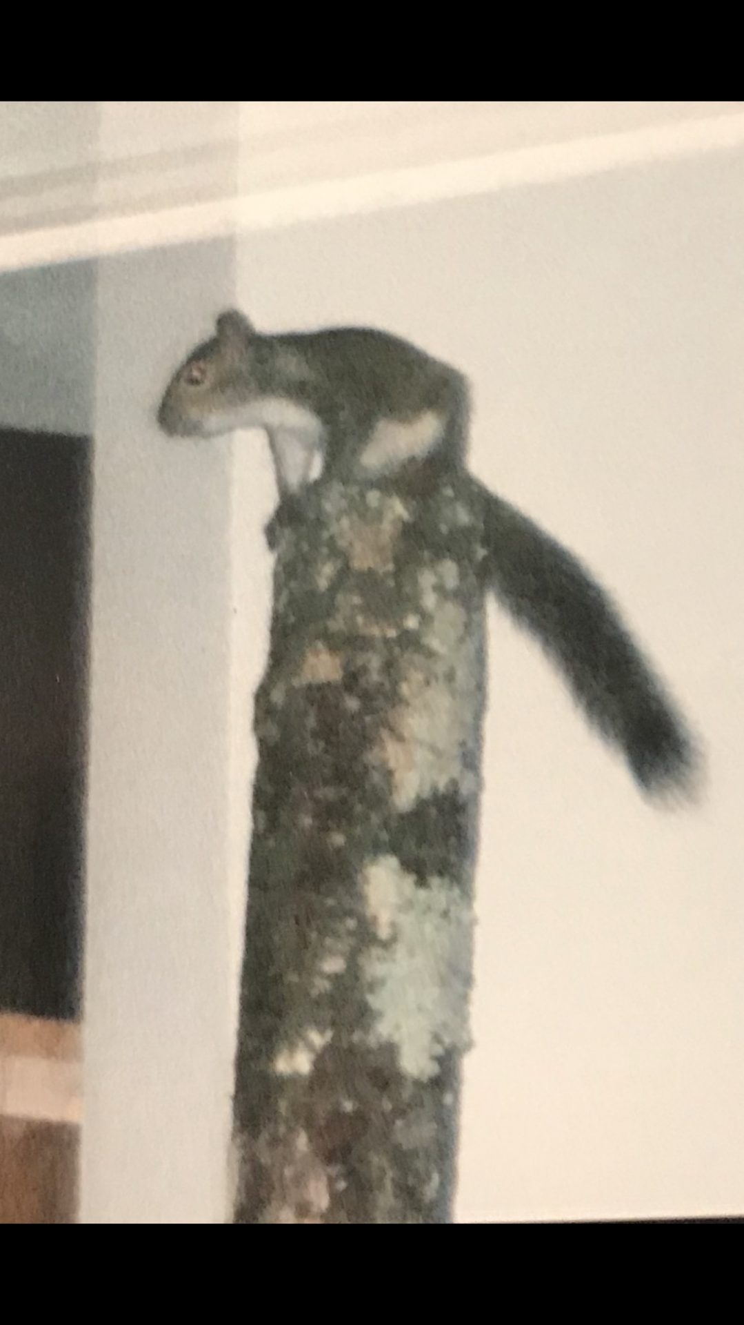 Victors squirrel Charlie. Of course he was named after the hurricane that brought him to us. Victor found him in the yard, brand new born,  fell out of the tree during the hurricane,  and raised him.  This adorable baby squirrel thought Victor was mommy,  and Victor thought that was his baby. This little kid would run up and down the (pole) tree, Victor put it in our Christmas tree stand,  after somebody cut it down after the hurricane.  Charlie would run down the tree and jump on the cats head and run like crazy around the house. ❤️ it was the most touching love affair I’ve ever seen.  So many memories.