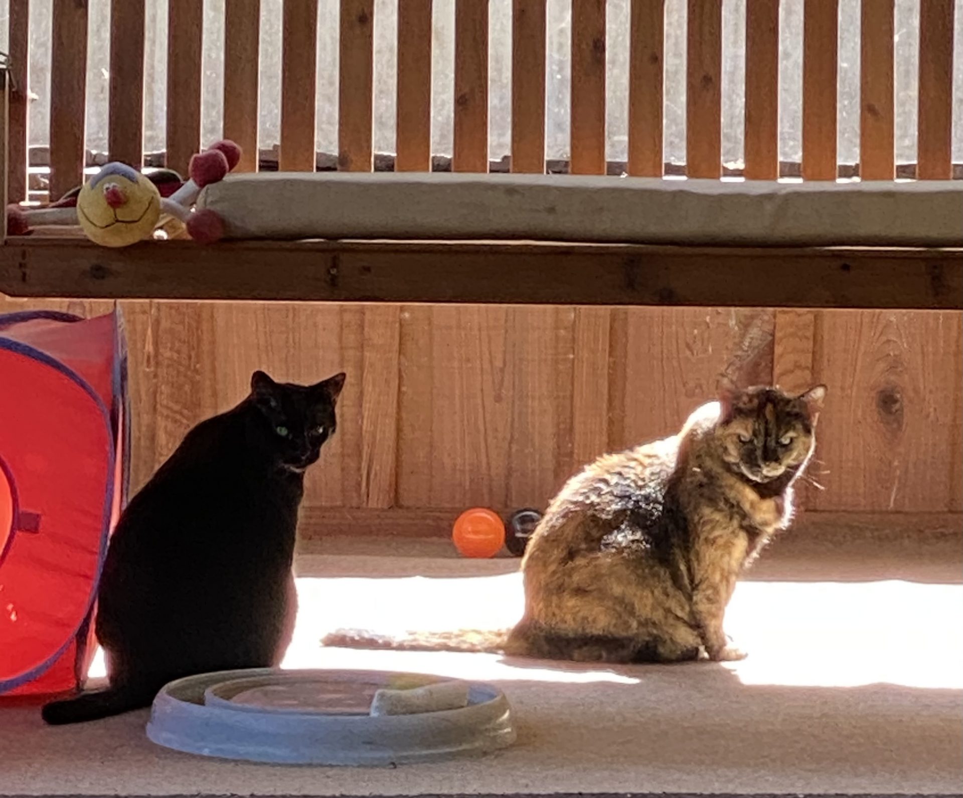 Here’s our babies enjoying the 71° weather missing their dad. 