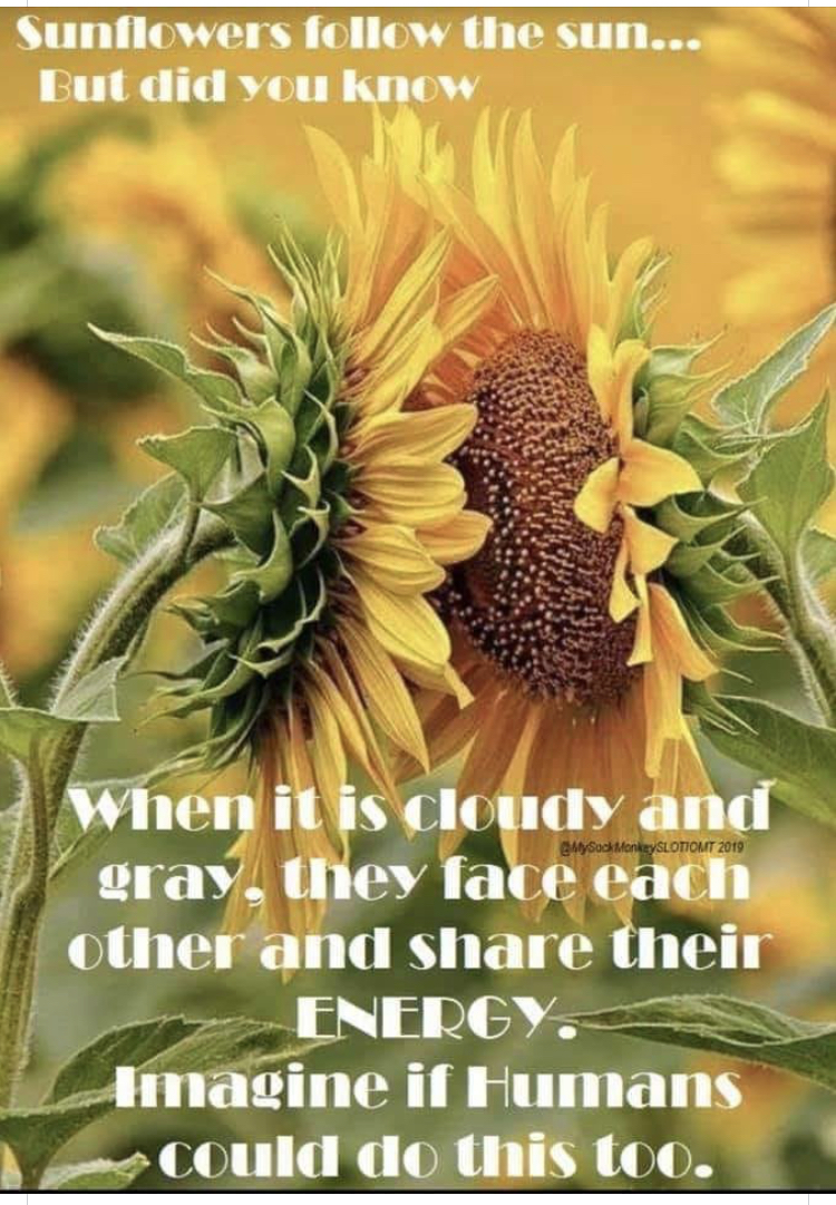 Victor loves sunflowers. <br />
This is amazing information. ♥️