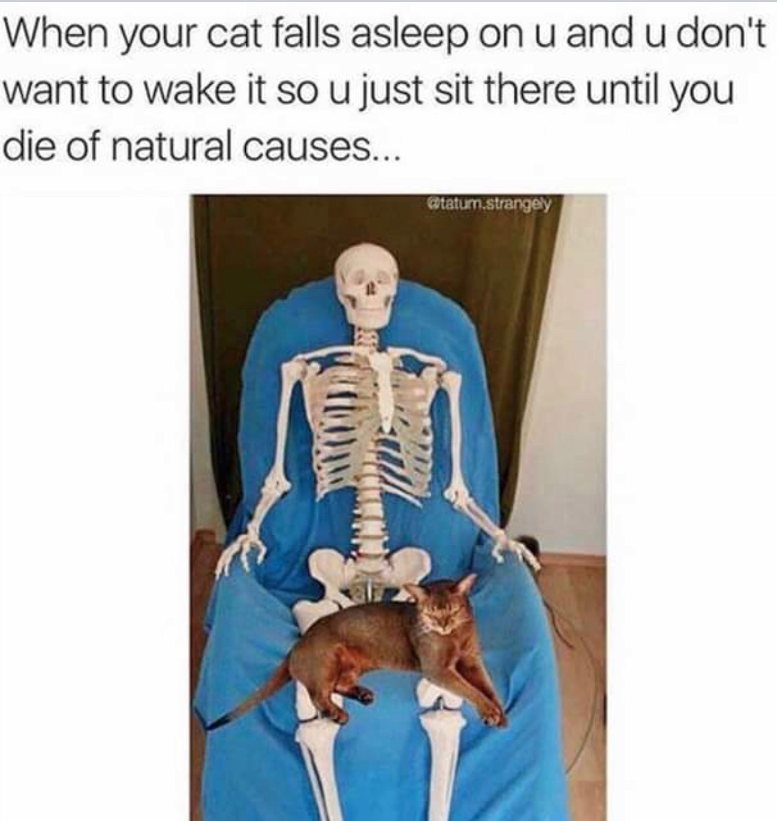 Again from Victor‘s phone. He loves cats.  Don’t  know if he loves cats more than books,  or if he loves books more than cats,  but I know he loves them both. ♥️