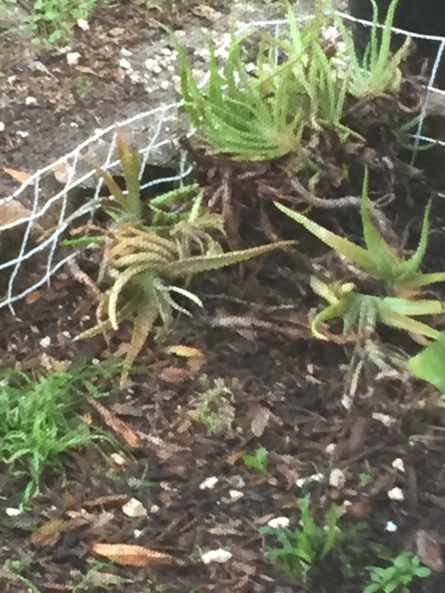 Victor brought these from Deland when we moved. we wondered if they would take to the soil over here and they are growing like crazy.  the water lilies from his grandma’s garden In Deland bloom several times a year.  it’s amazing!  I’ve never seen anything like it but he said she had such a green thumb she could grow a rock  thank you Minnie. ❤️ love you Vic 