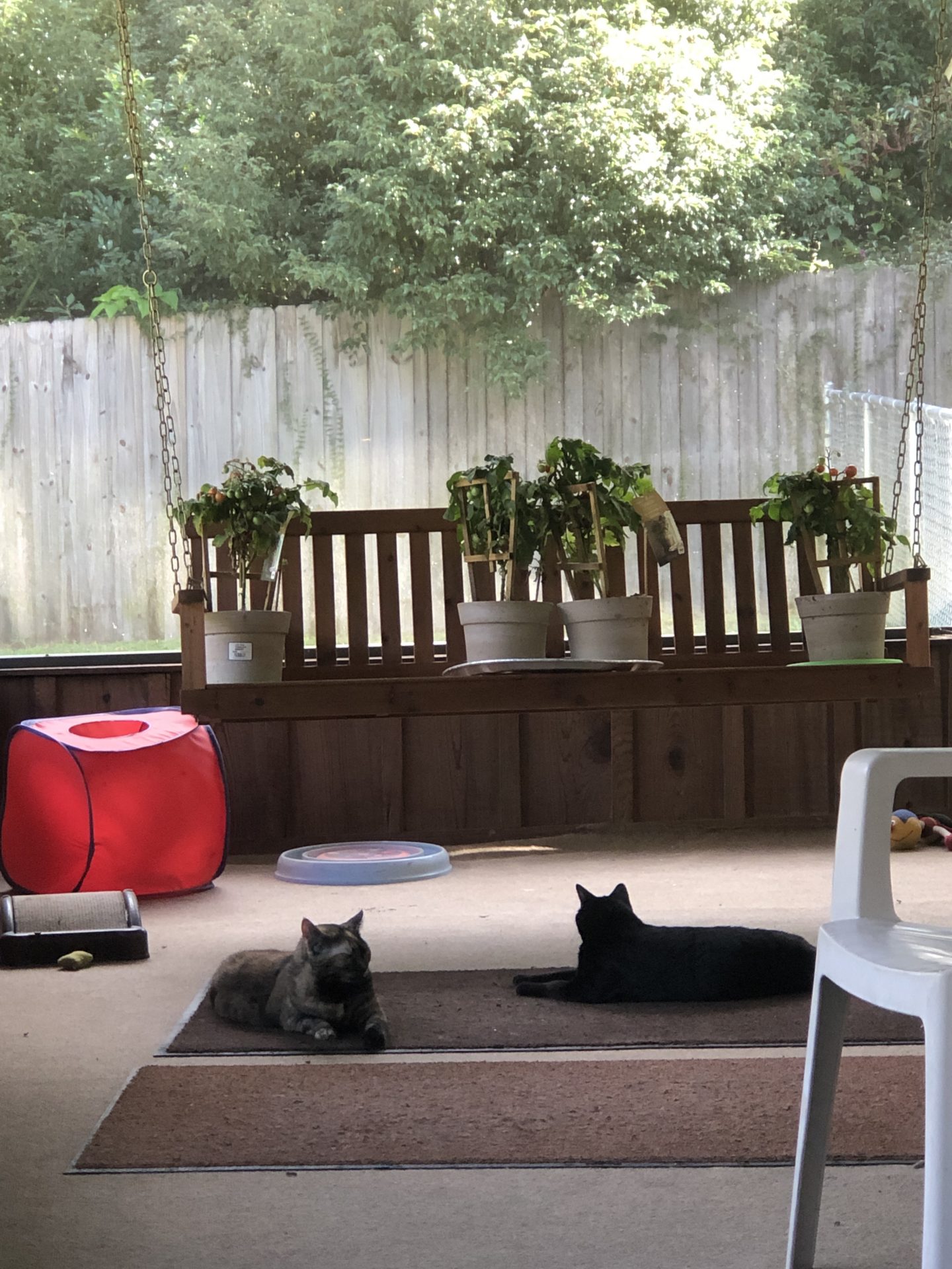 Sunday morning 81° Me & the kitty cats are sitting here on the screen porch Missing You and loving you ⭕️❌♥️