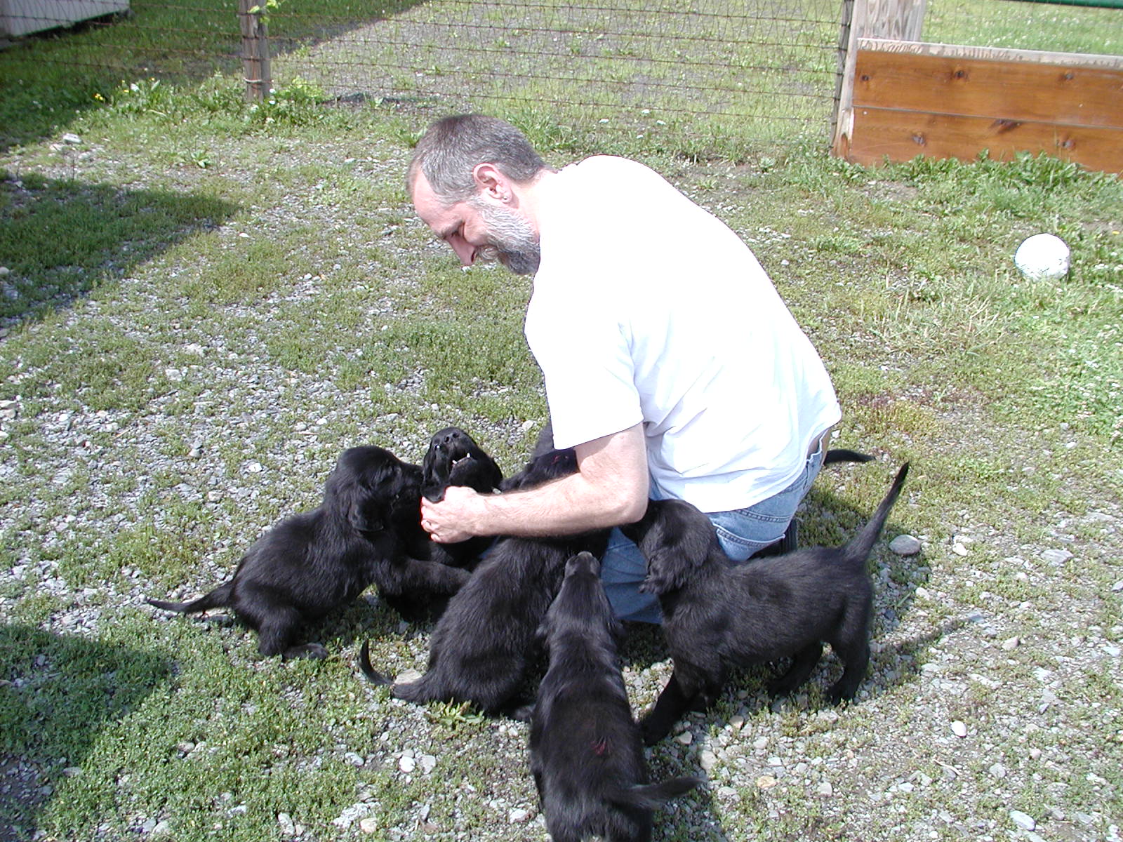 Dave with Gracie and her littermates (what joy!)