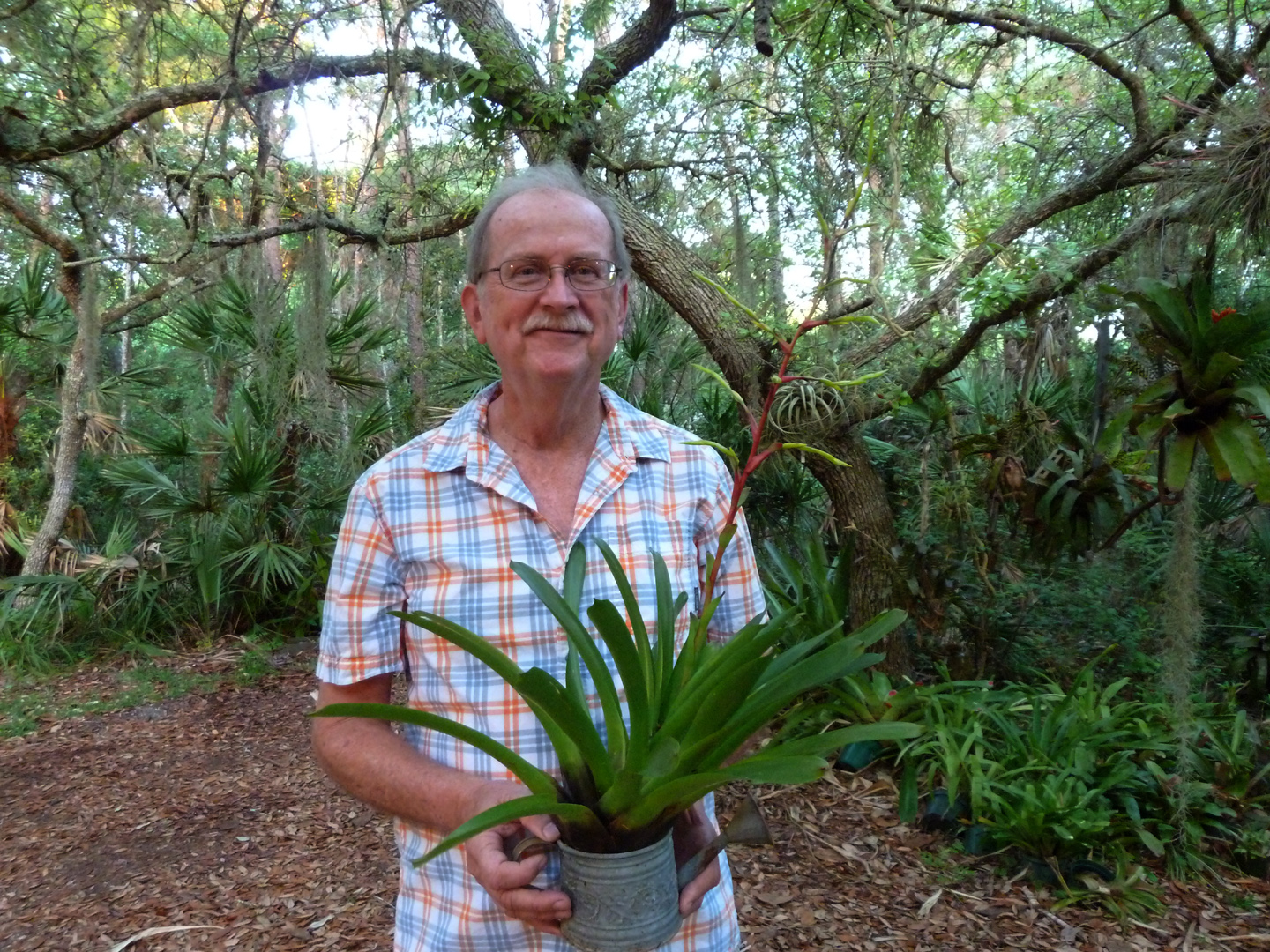 Port Orange bromeliads