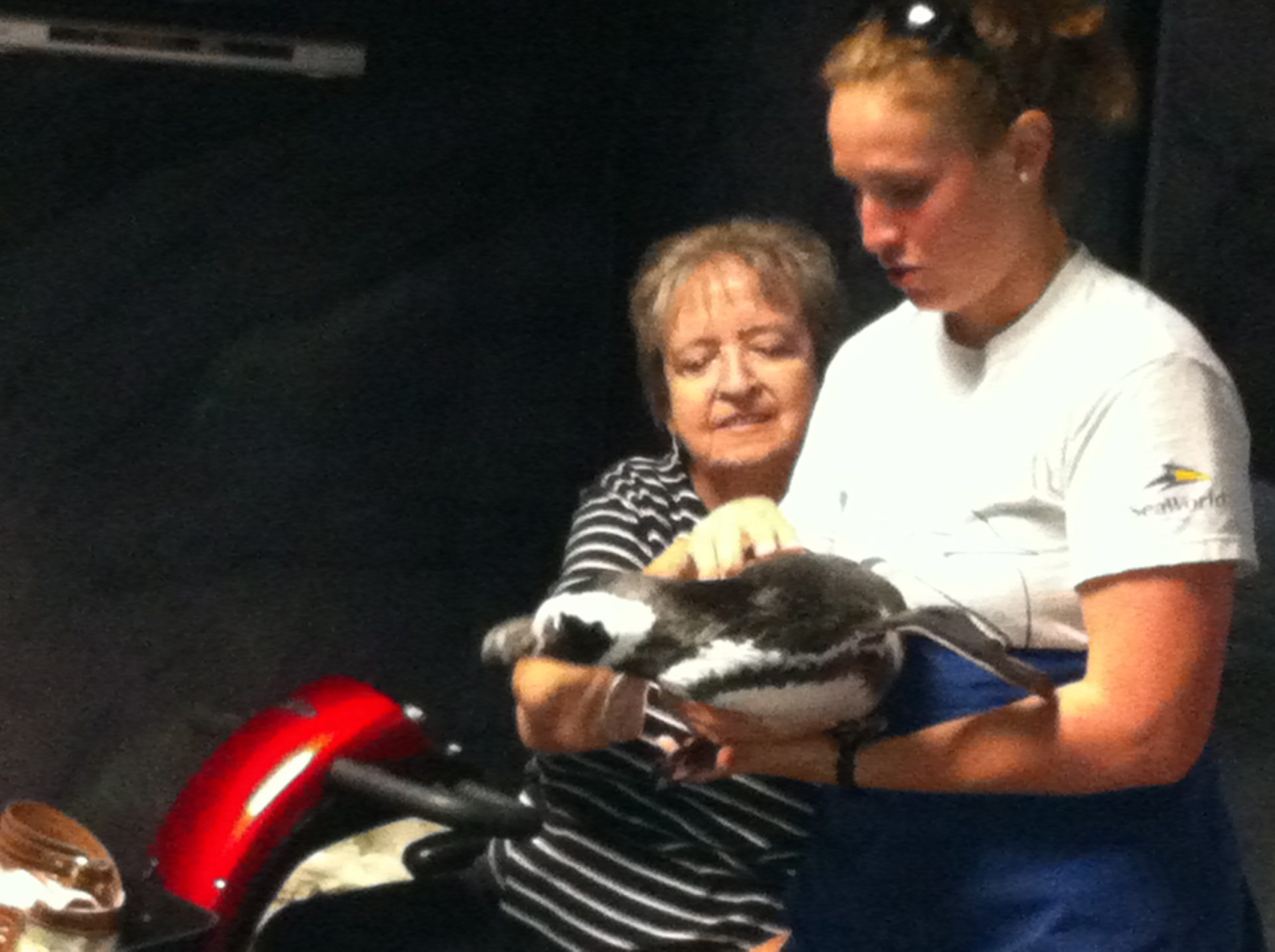 For the love of penguins - Johnny's birthday at Sea World