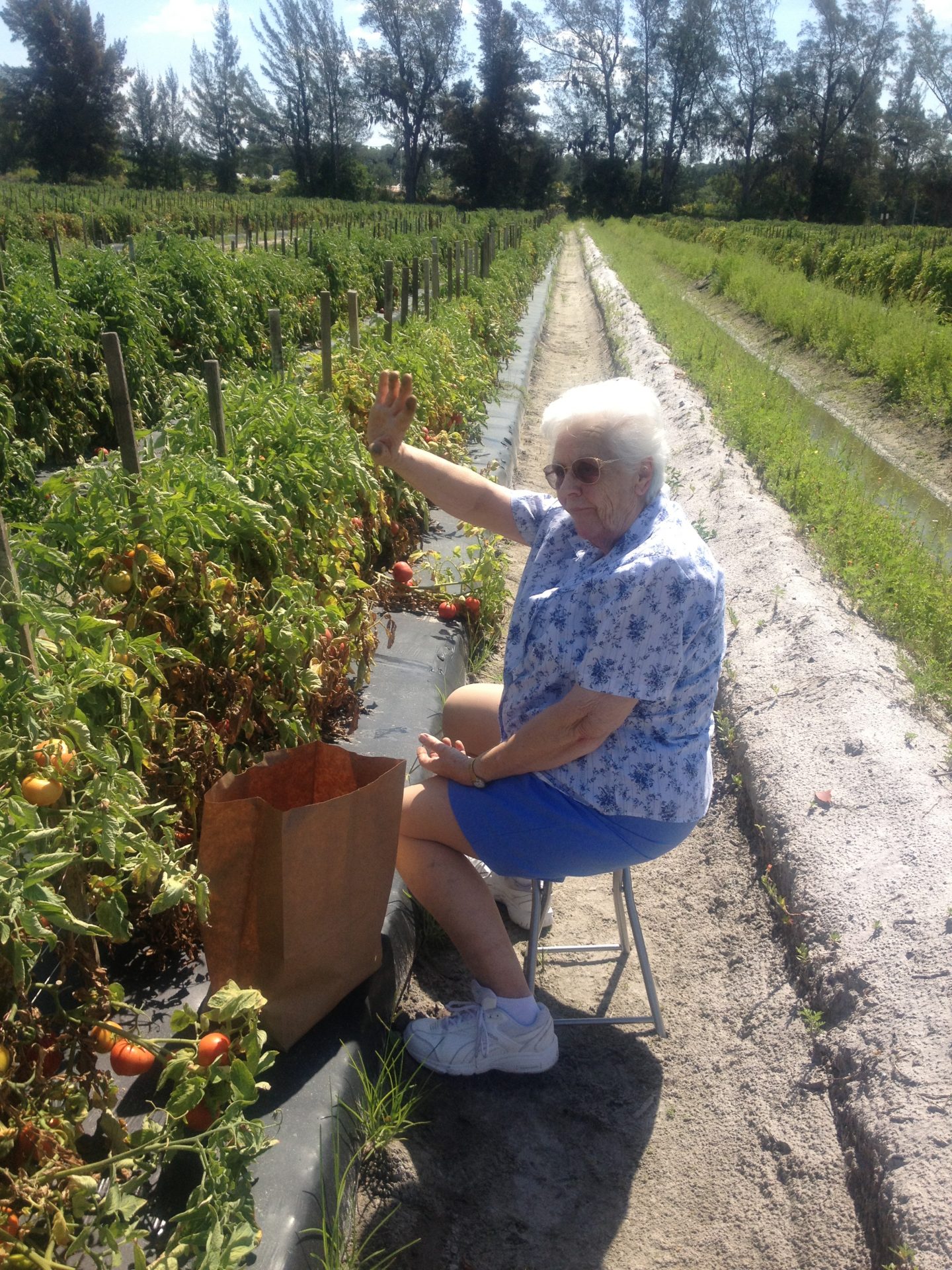 Picking tomatoes with Mama Mary