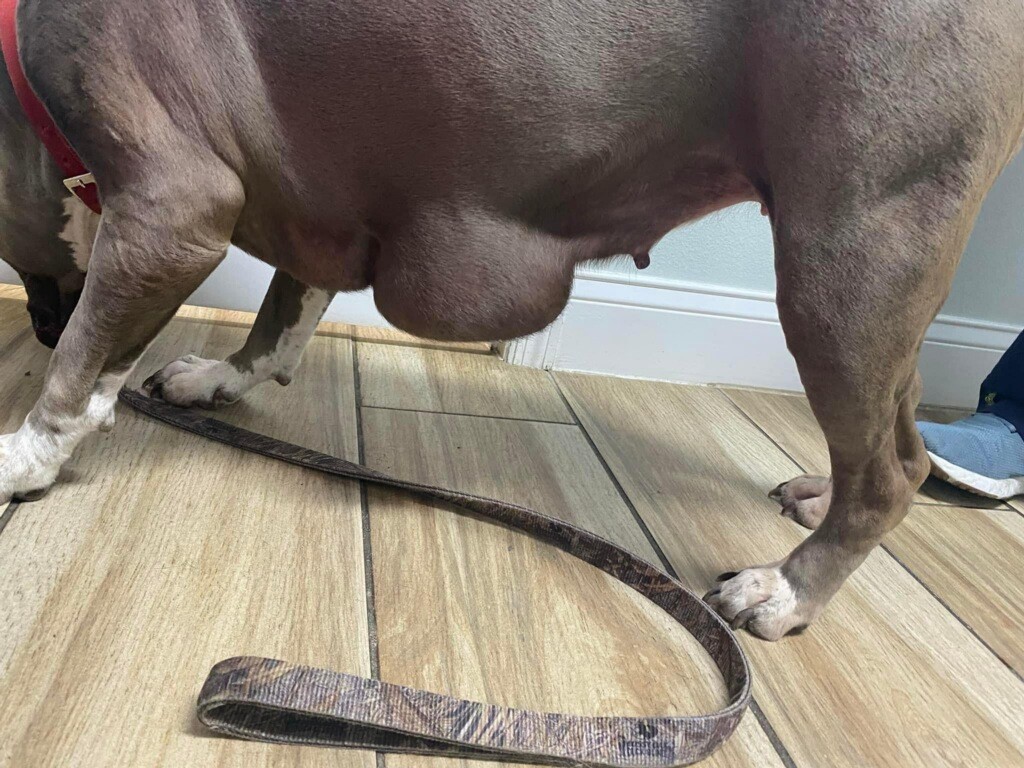 Picture of one of Stormy's tumors.<br />
In lieu of flowers, please help a special needs animal in memory of Shirley Bell. This is Stormy, who has life threatening tumors. The cost is $1600, & the costs would be $1100 more for surgery. You will not only help Stormy, but his handicapped owner, who cannot afford the surgery for his precious boy. Call East Coast Animal Hospital @ 10 Florida Park Dr. 386-585-4211. Please designate that it’s for Stormy’s “operation.” Any extra donations left over, will go to other special friends of Stormy.