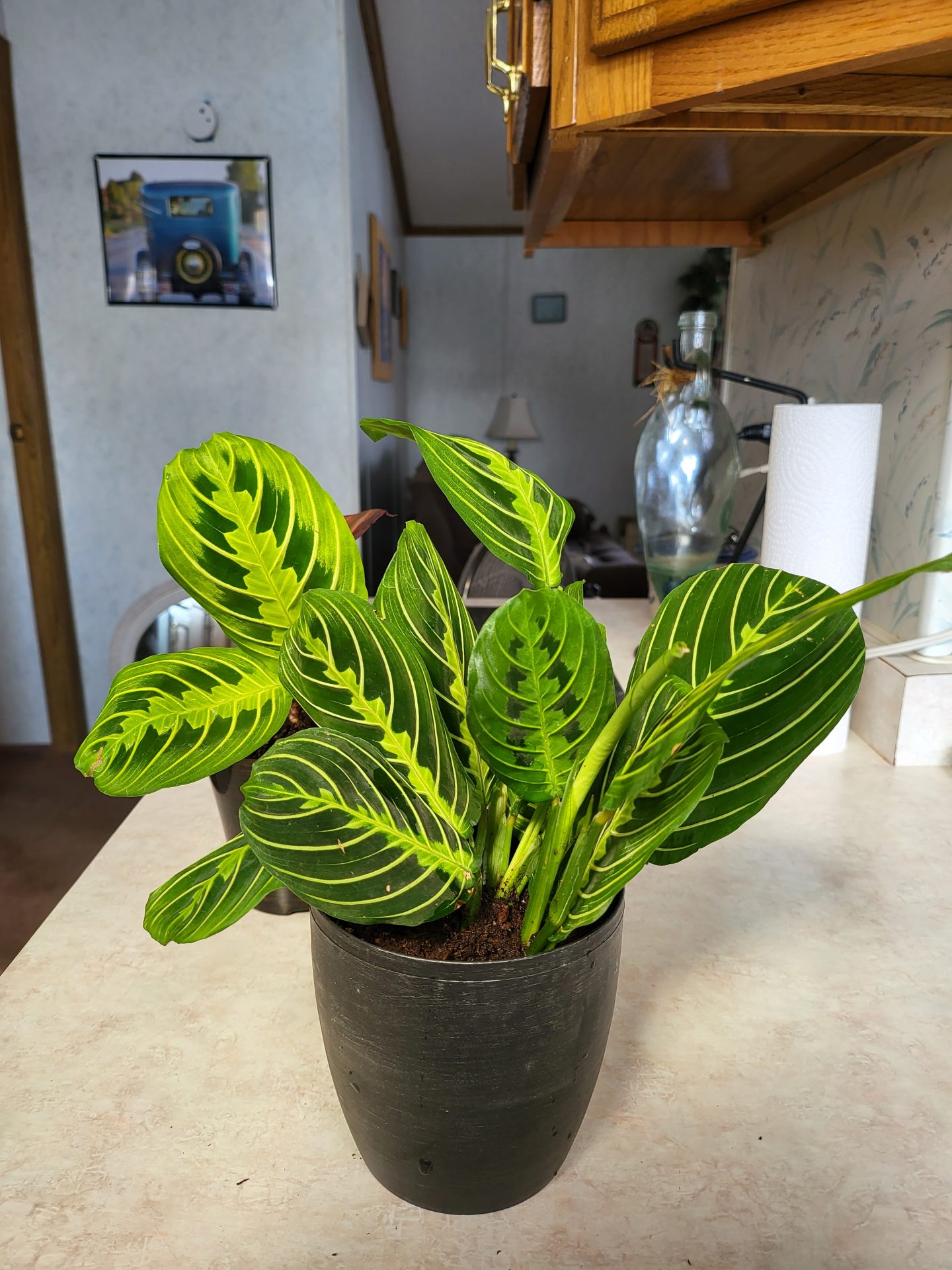 The Lemon Lime Prayer Plant I Bought In Memory Of You Came Today Daddy...It Is BEAUTIFUL  I Miss You Something Fierce...More & More By The Day  I Love You Always & Forever...Miss You Eternally