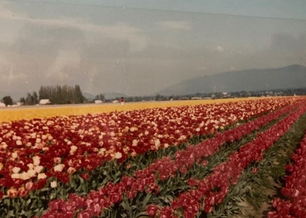 Our visit to Washington state, where Carol took photos of the tulip festival, mountains and waterfall.