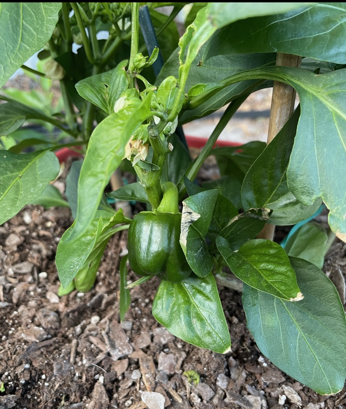 Dad my first pepper from seed! I have no idea what I'm doing so  I'm sure you're helping ❤️❤️