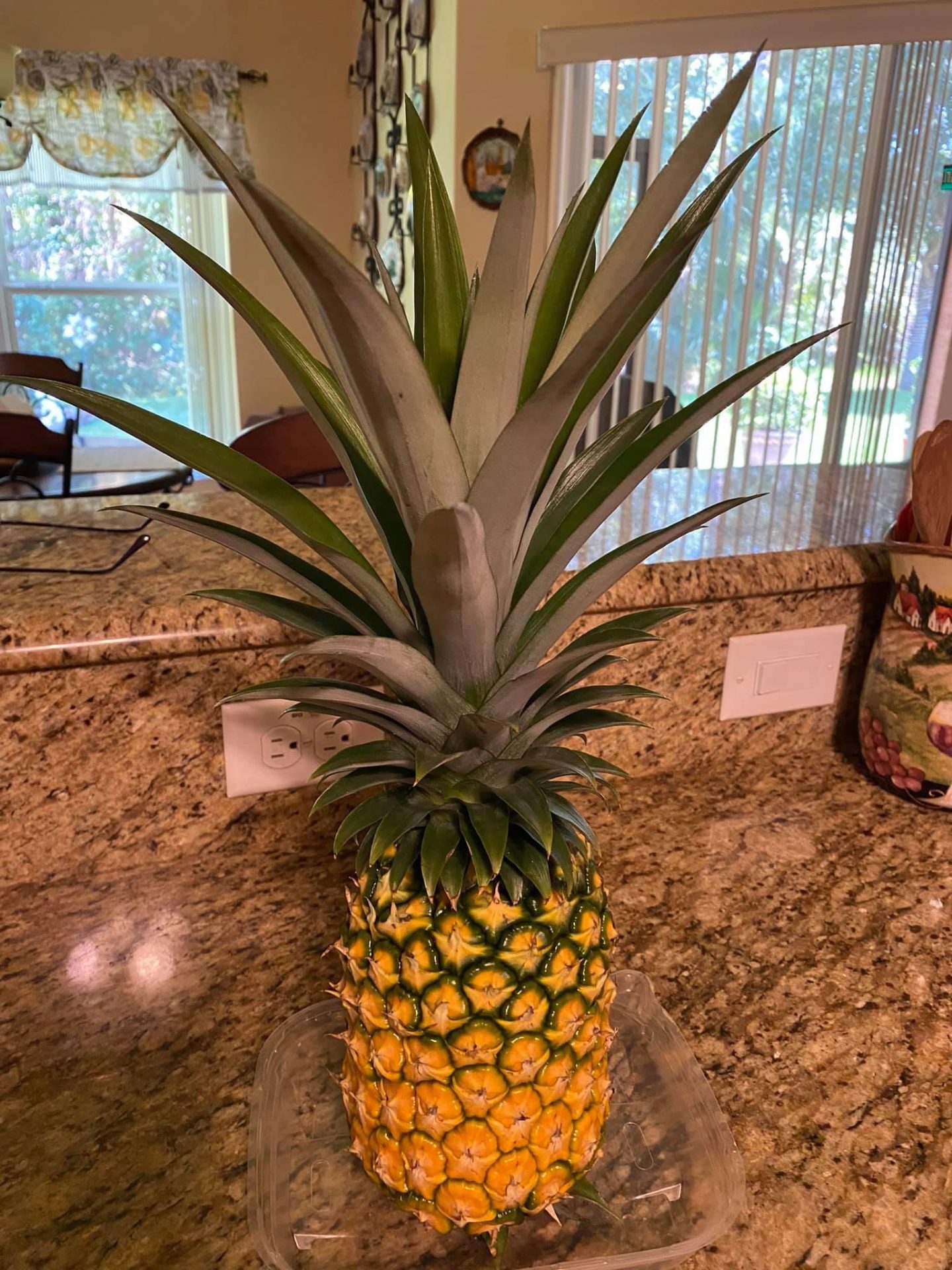 Ed your first pineapple you grew.   It was sweet & juicy. You were so proud.