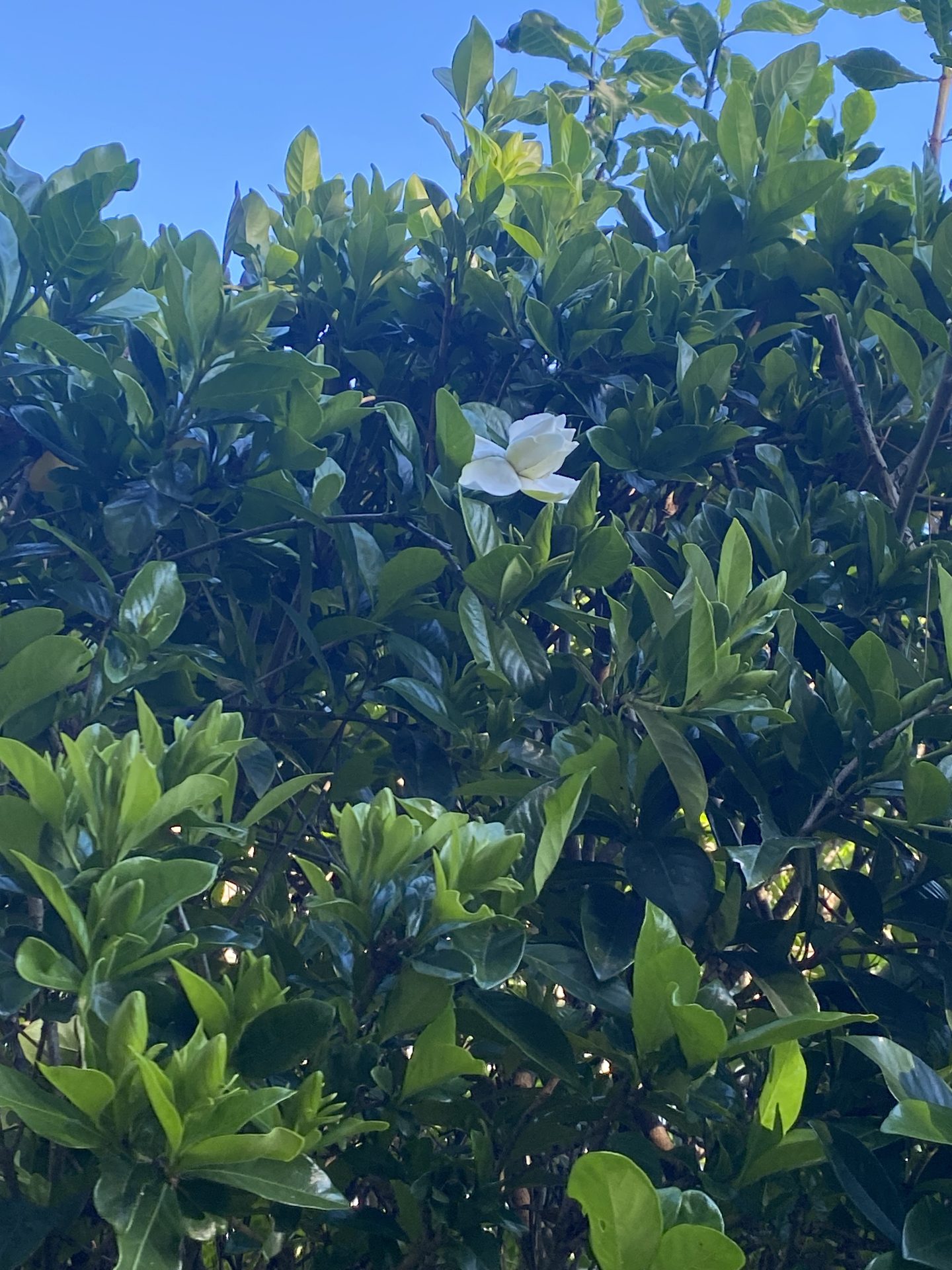 Hi Ed, wanted to share our first Gardenia with you for this year.  Also we got a pineapple growing.  Thinking of you & miss you sooo much.<br />
Love you. ❤️