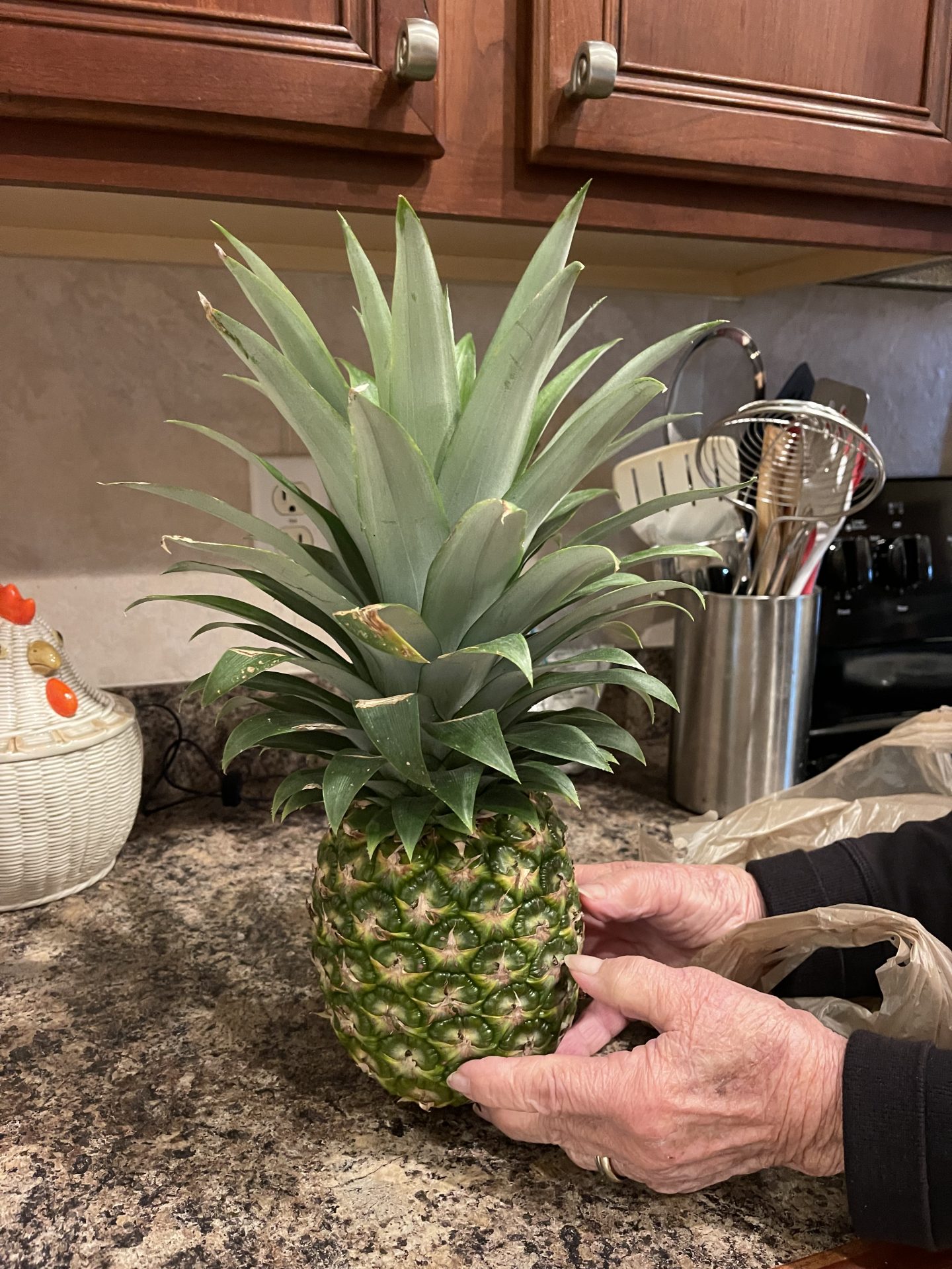 My first pineapple I grew from your “Momma one”.  I did it!!!!!<br />
Love you & miss you sooooo much.  ❤️ ❤️
