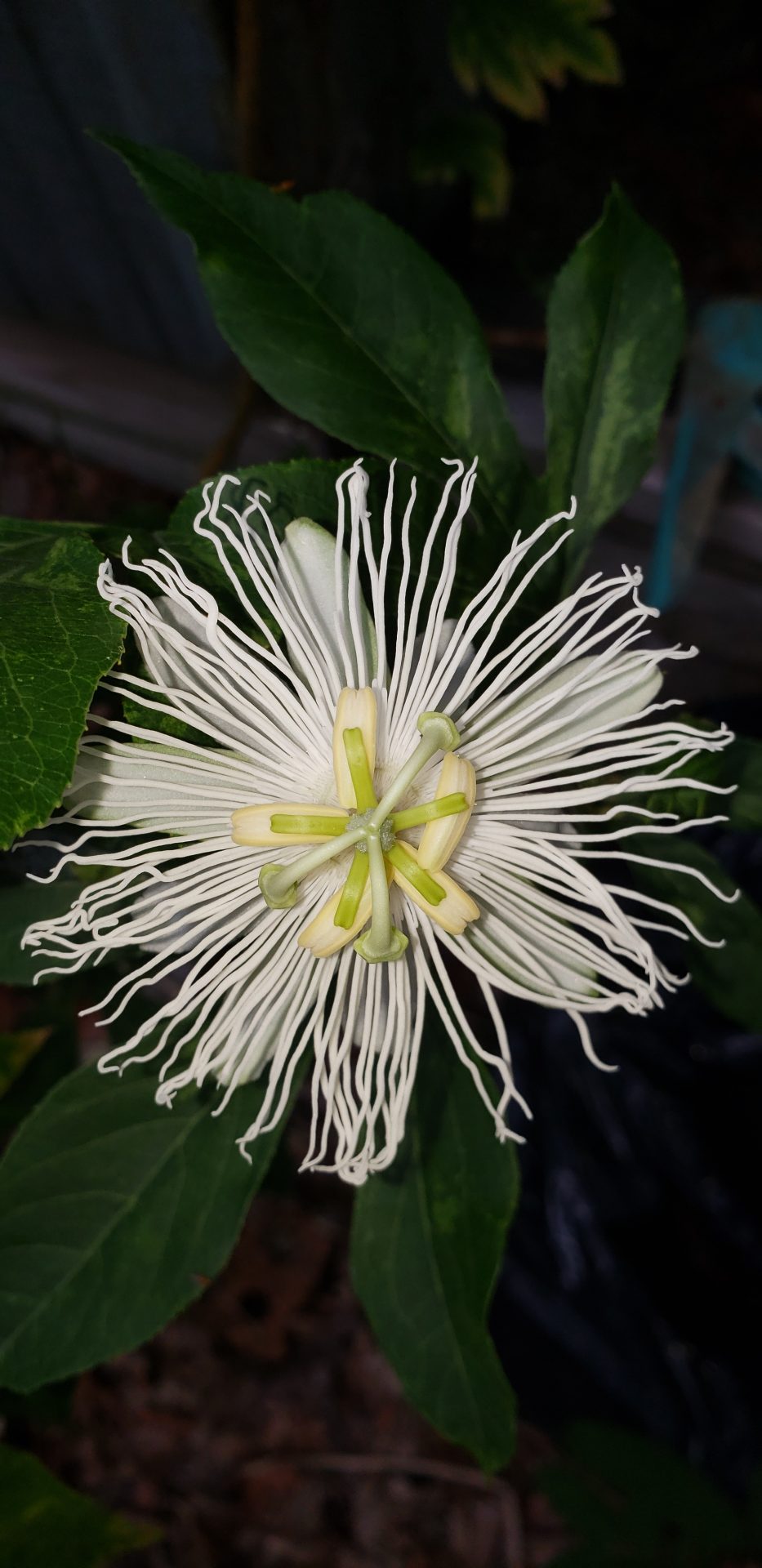 A White Passion Flower for You My Baby Girl full of Passion