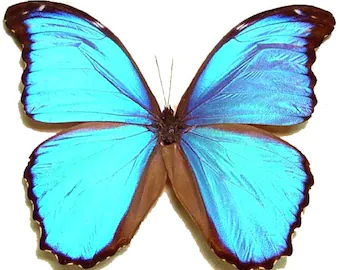 My Dear Uncle Jamesy,<br />
Because of you there is a trail of beautiful memories and we thank you.<br />
<br />
Your niece,<br />
Kathy