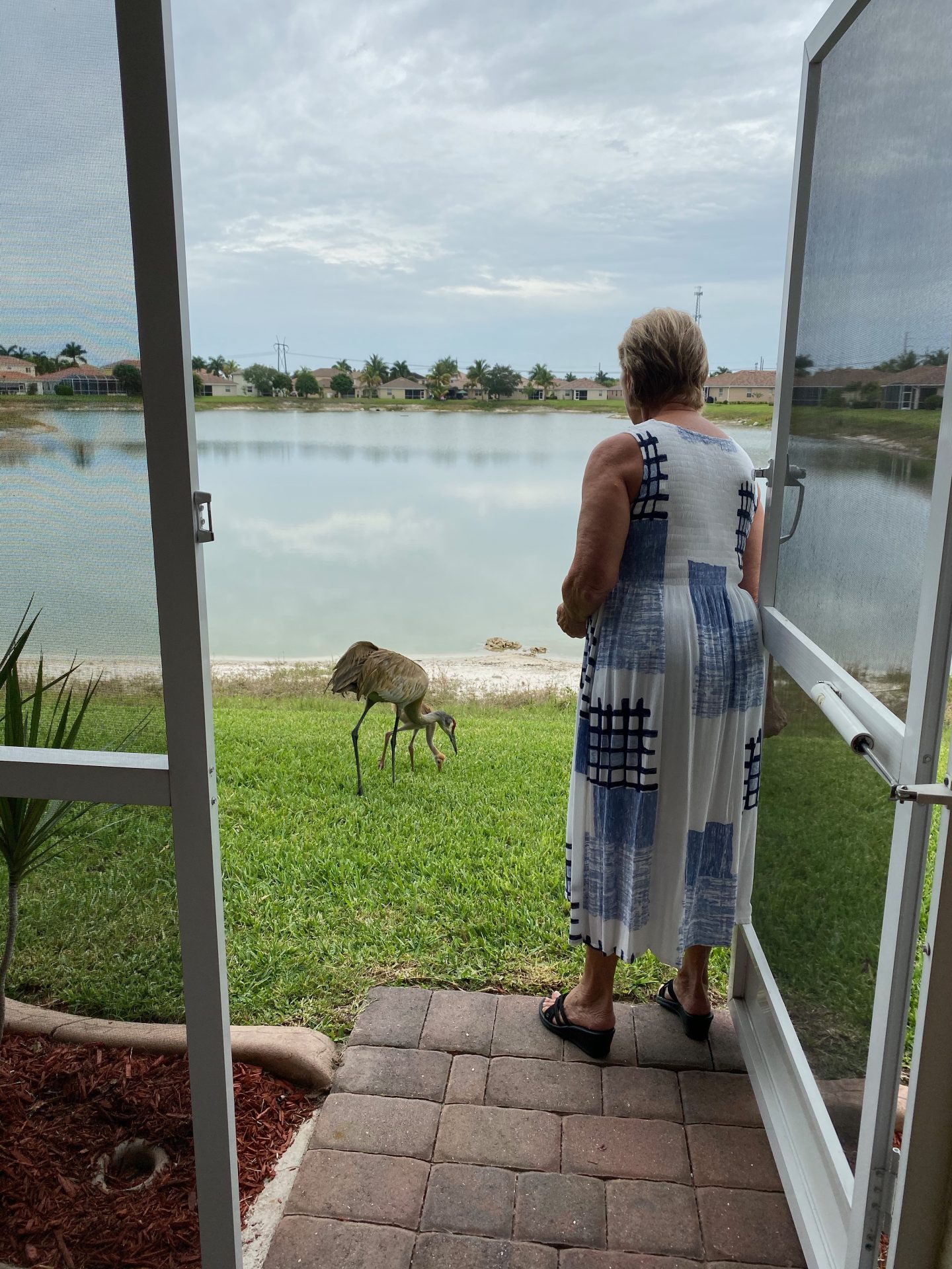 Our Sandhill Cranes... see story below.