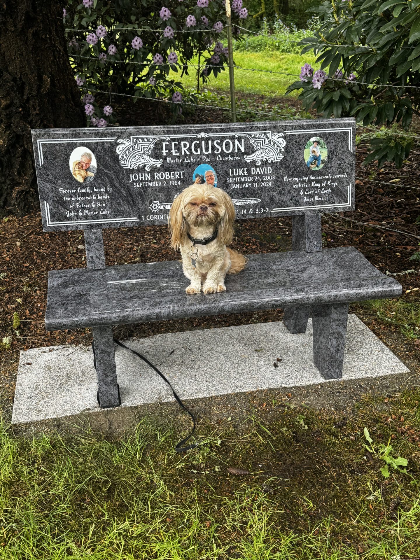 Bench with Chewbacca