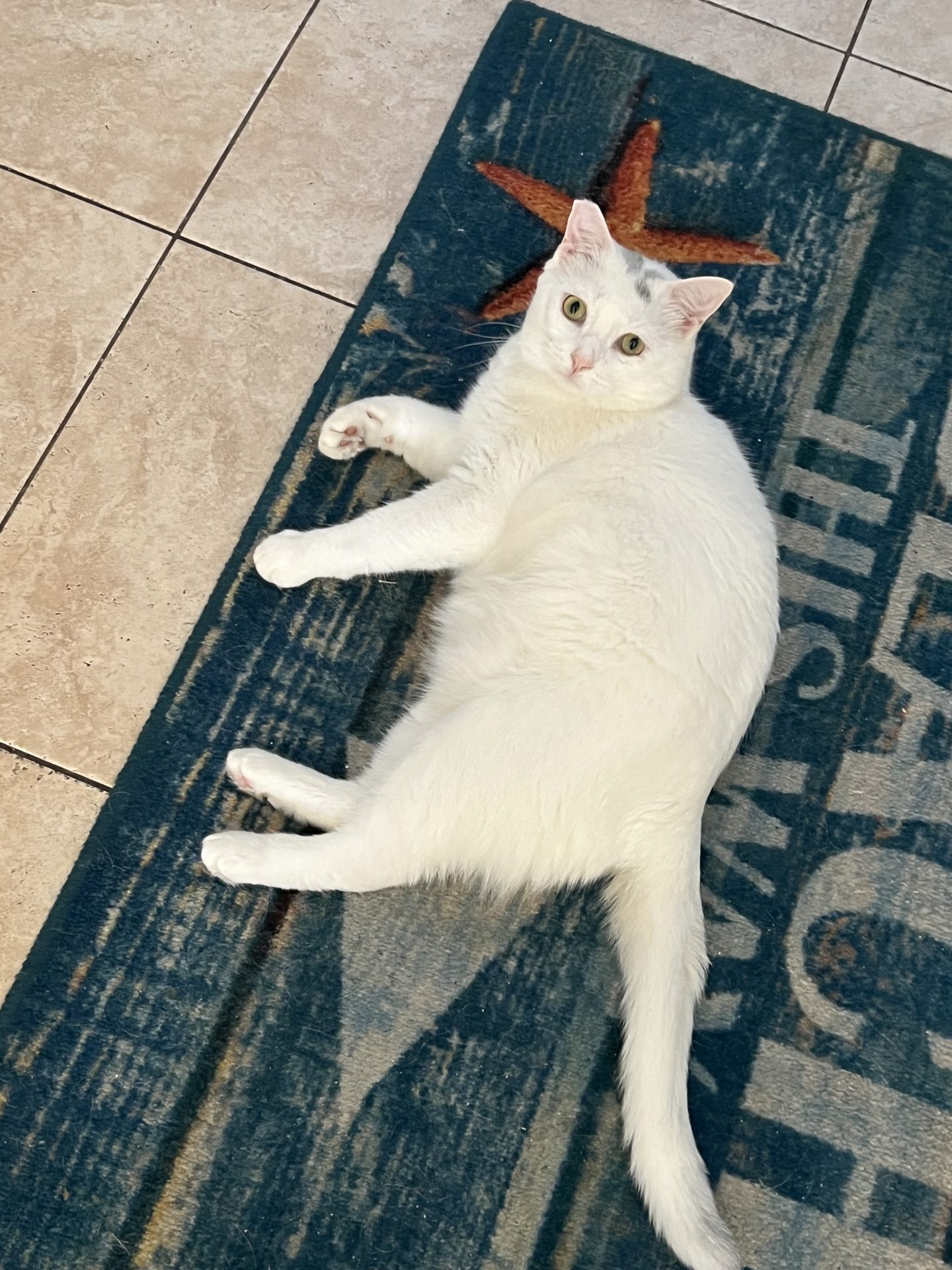 Picture is of Doris and TJ white kitty at their beach home.  He was one of several cats receiving Doris love and care when the world left them out in the cold.  Thank you Doris for your love of all creatures and all of us!  You help us each to be so much better because we knew you!  ❤️